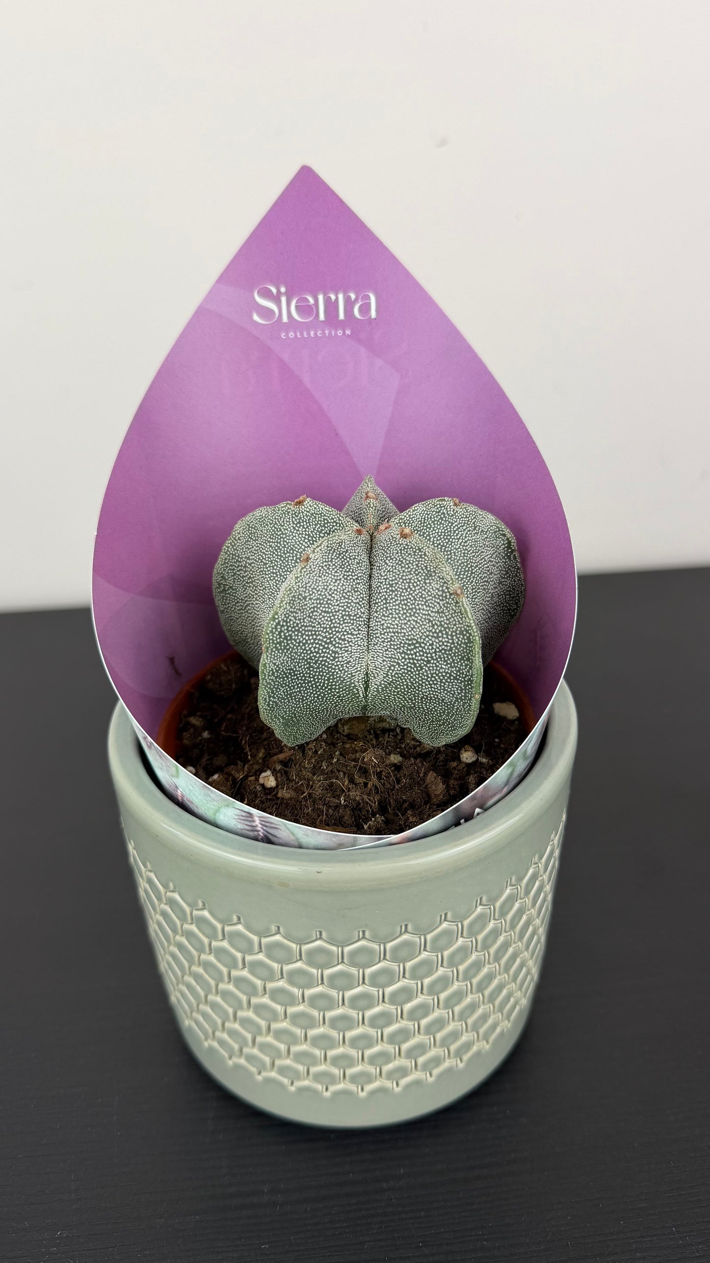 Astrophytum Myriostigma