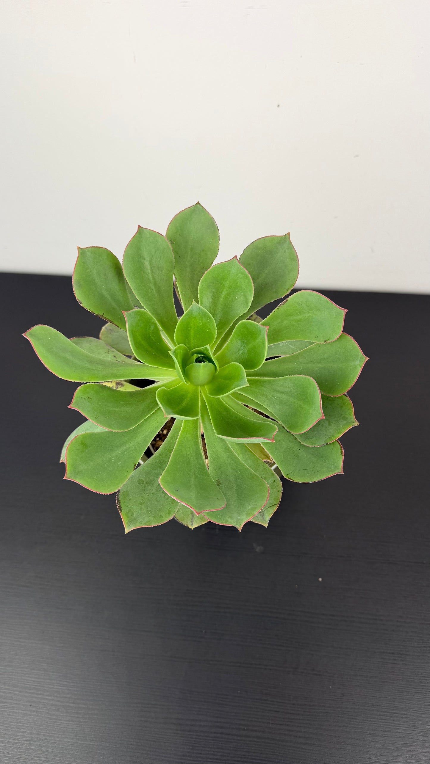 Aeonium 9
