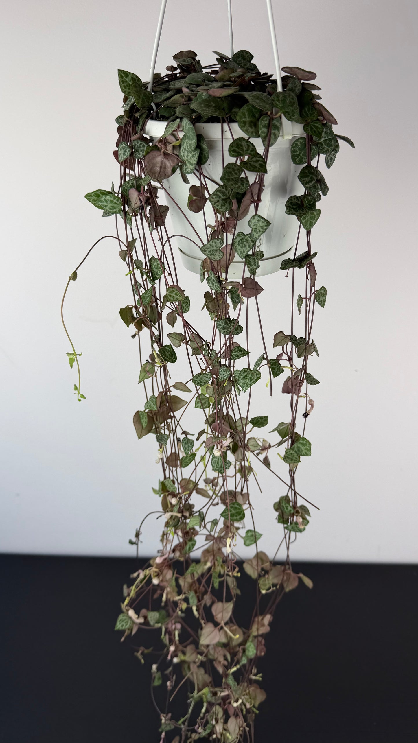 Ceropegia woodii