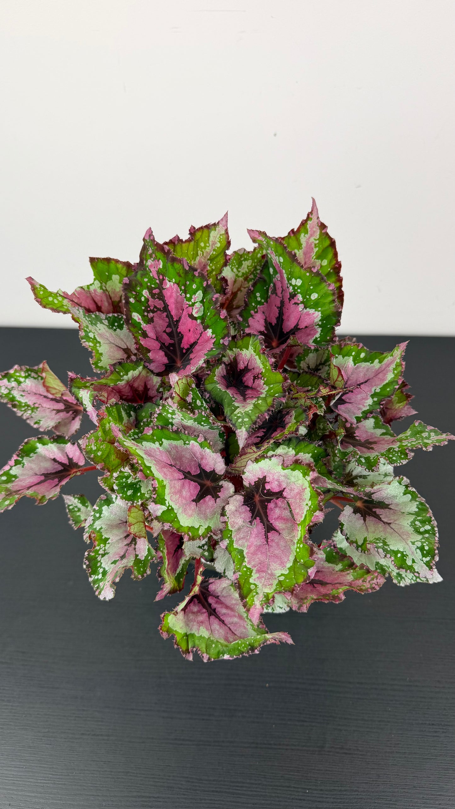 Begonia Beleaf 3