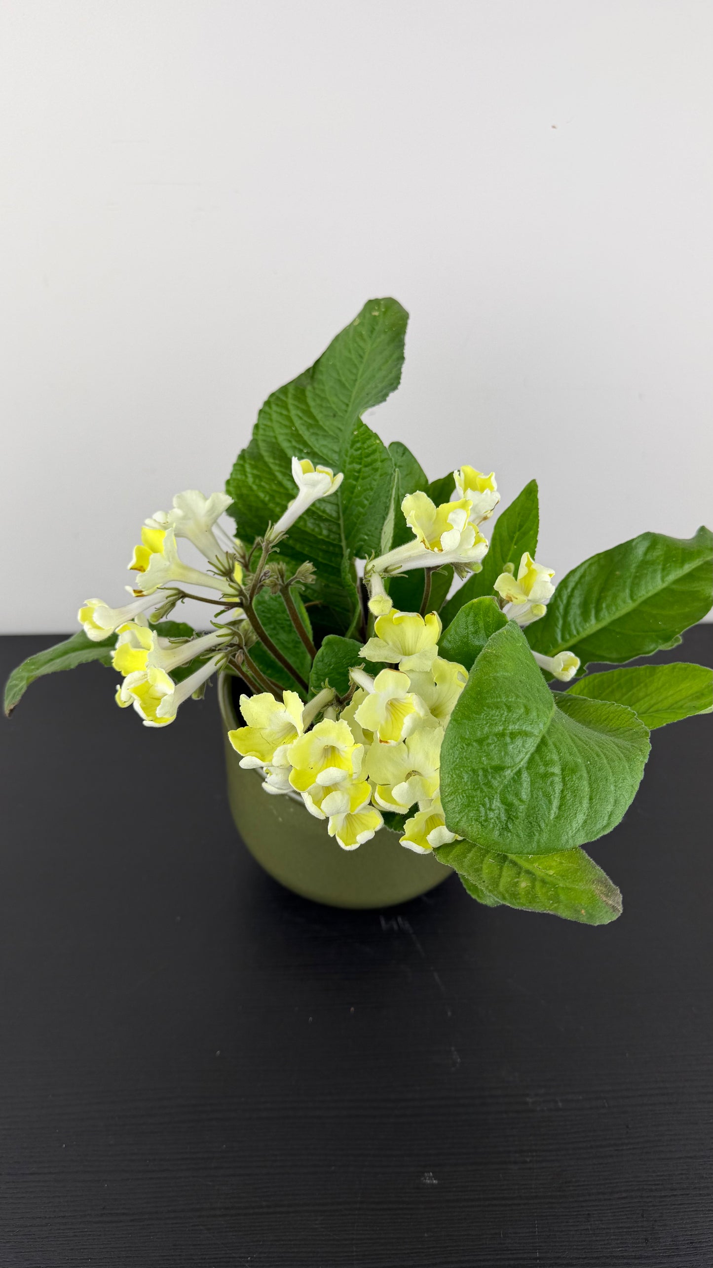 Streptocarpus 4