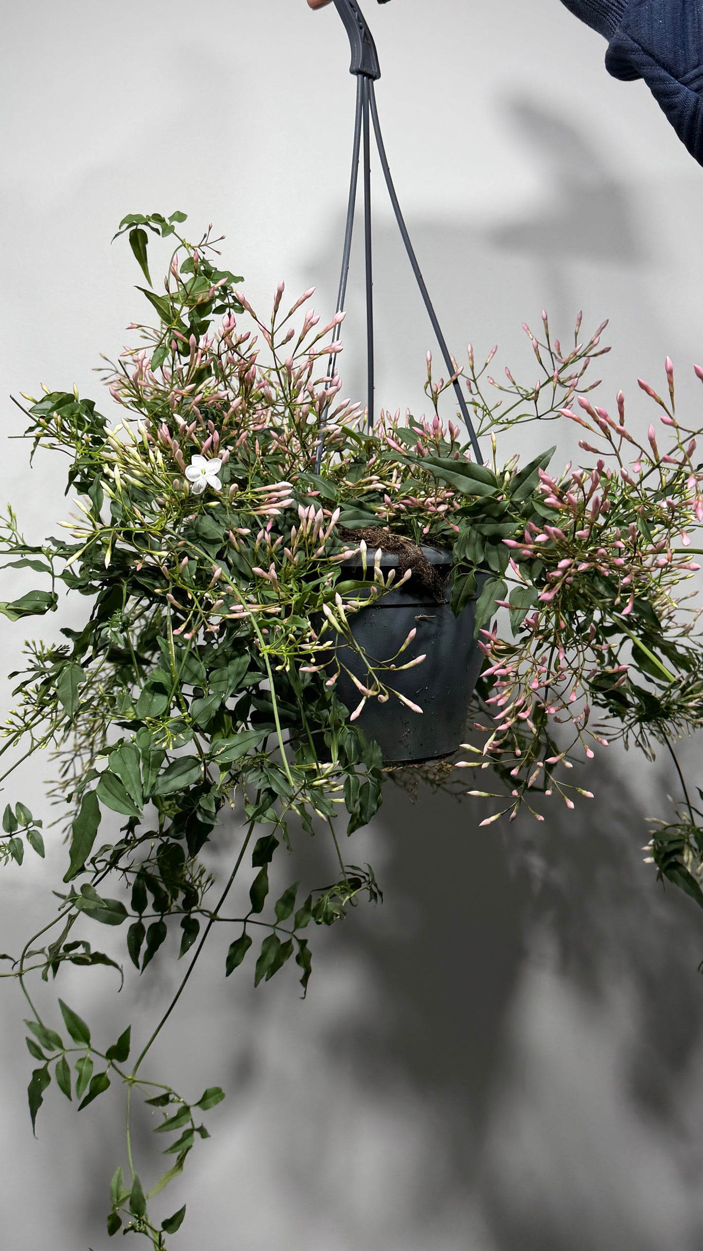 Jasminum Polyanthum