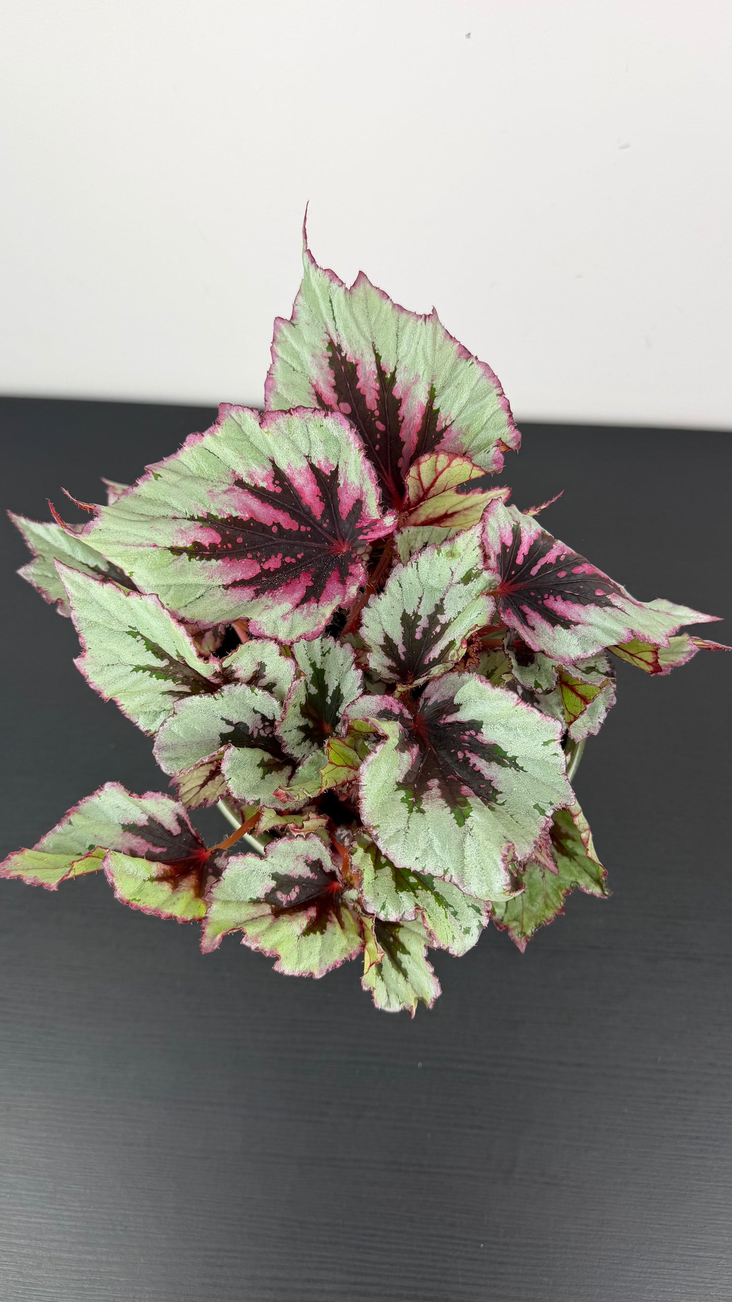 Begonia Beleaf 11