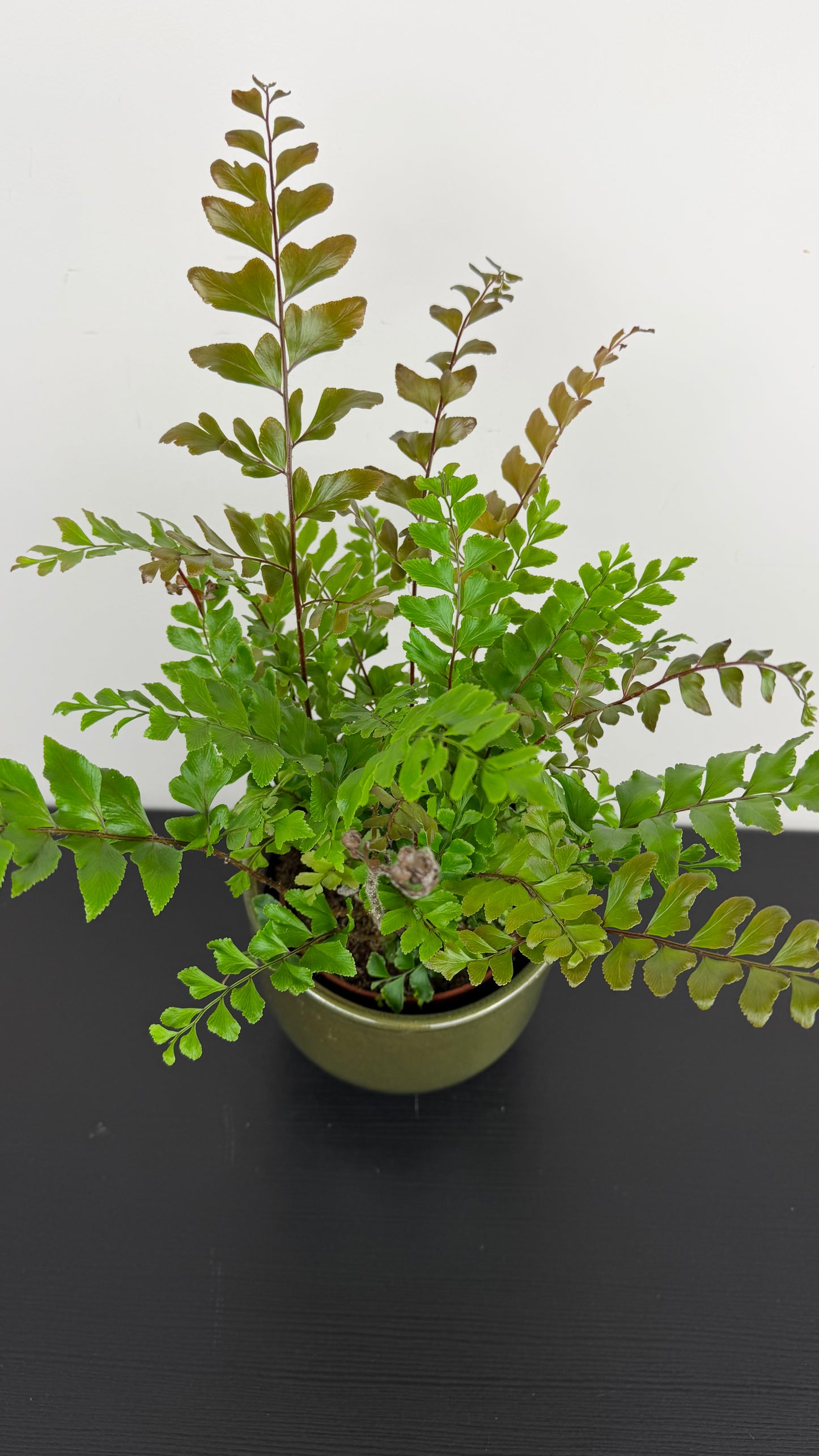 Fern 3