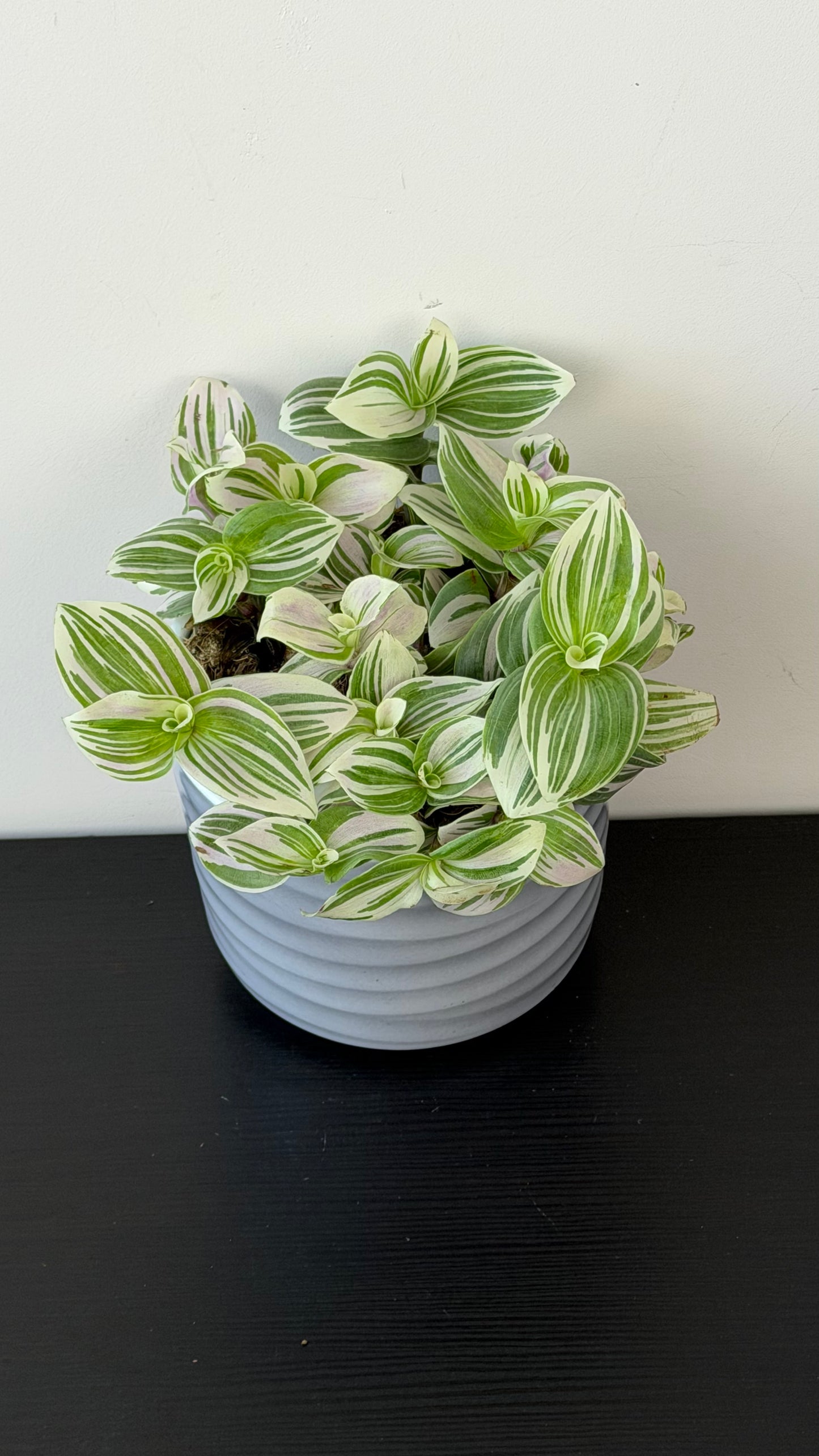 Tradescantia Tenderness