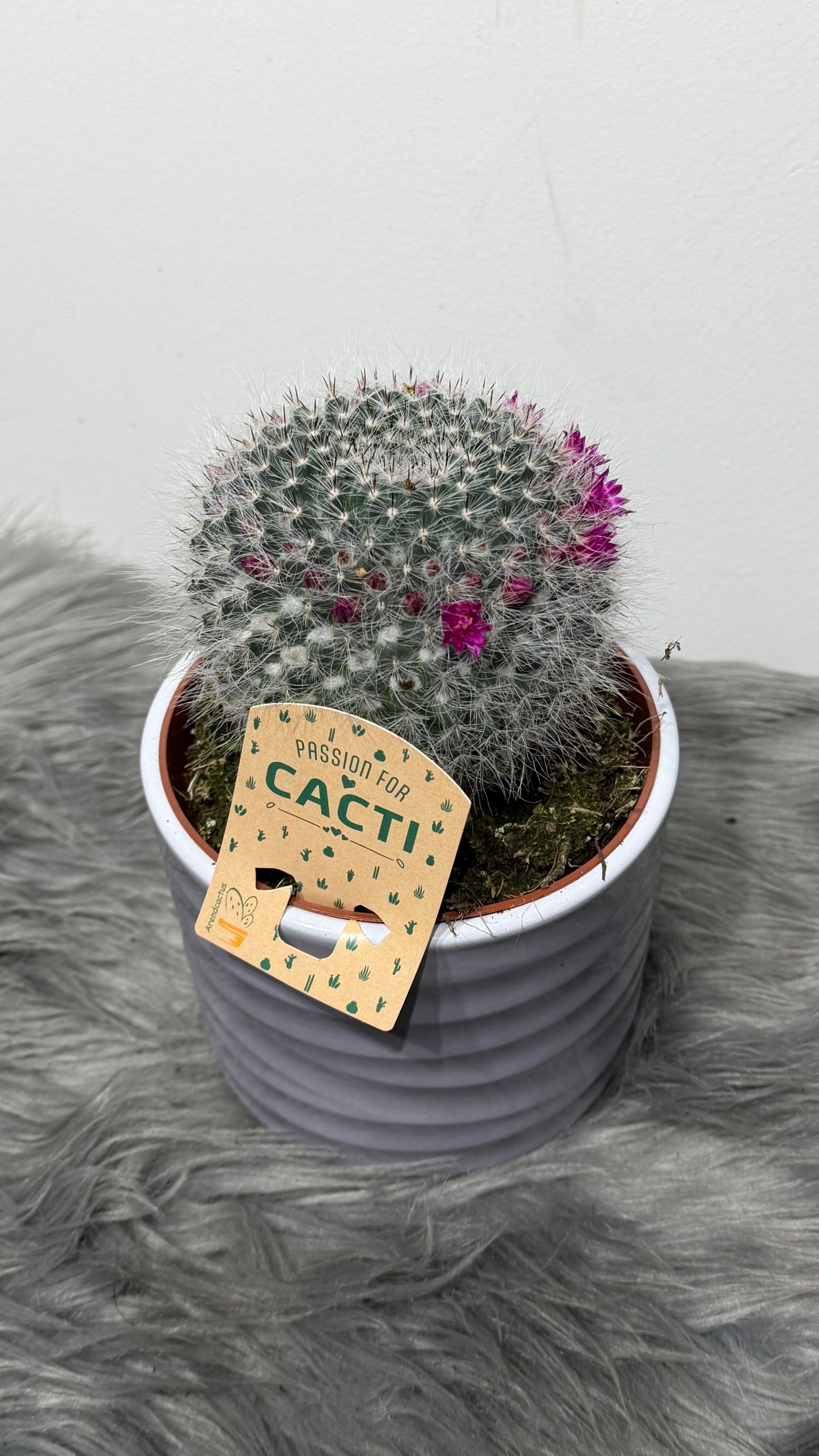 Cactus Bloeiend