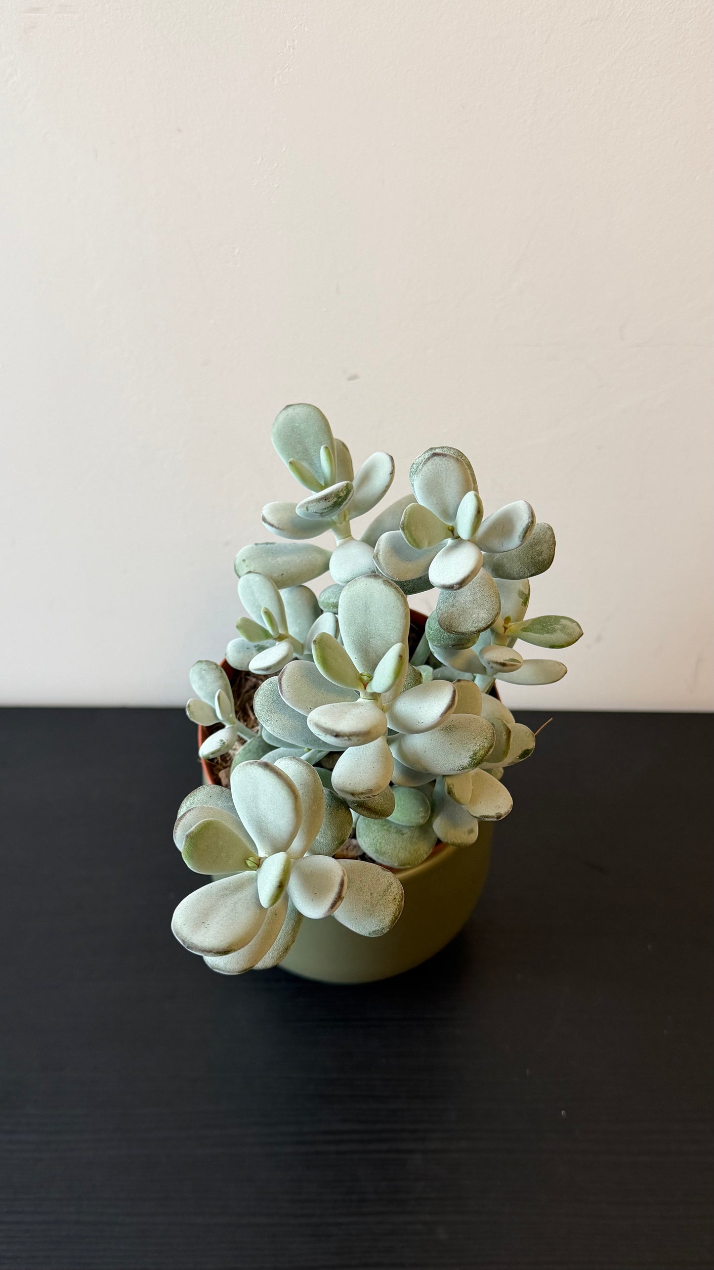 Cotyledon Coral Orbiculata