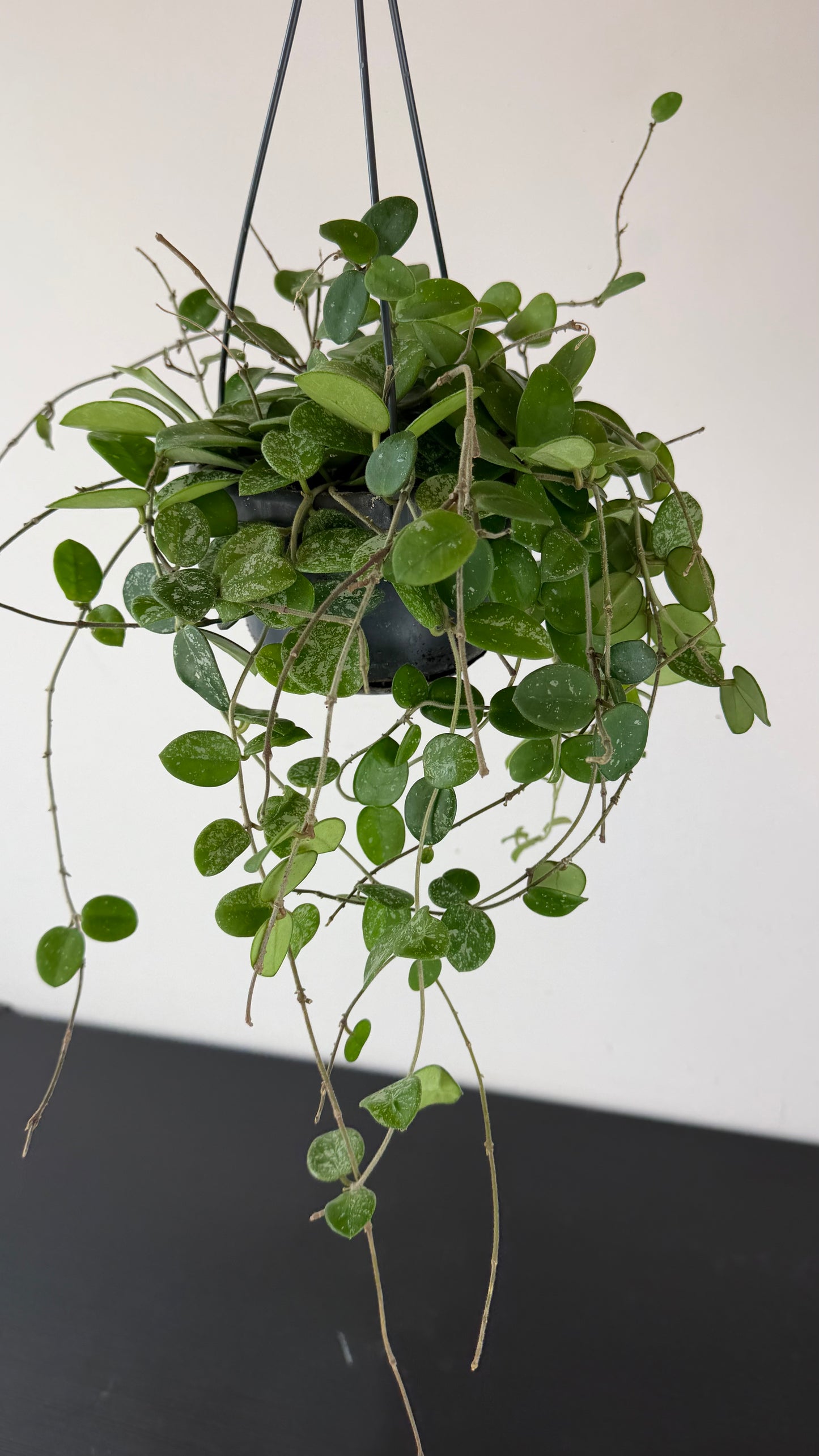 Hoya Mathilde
