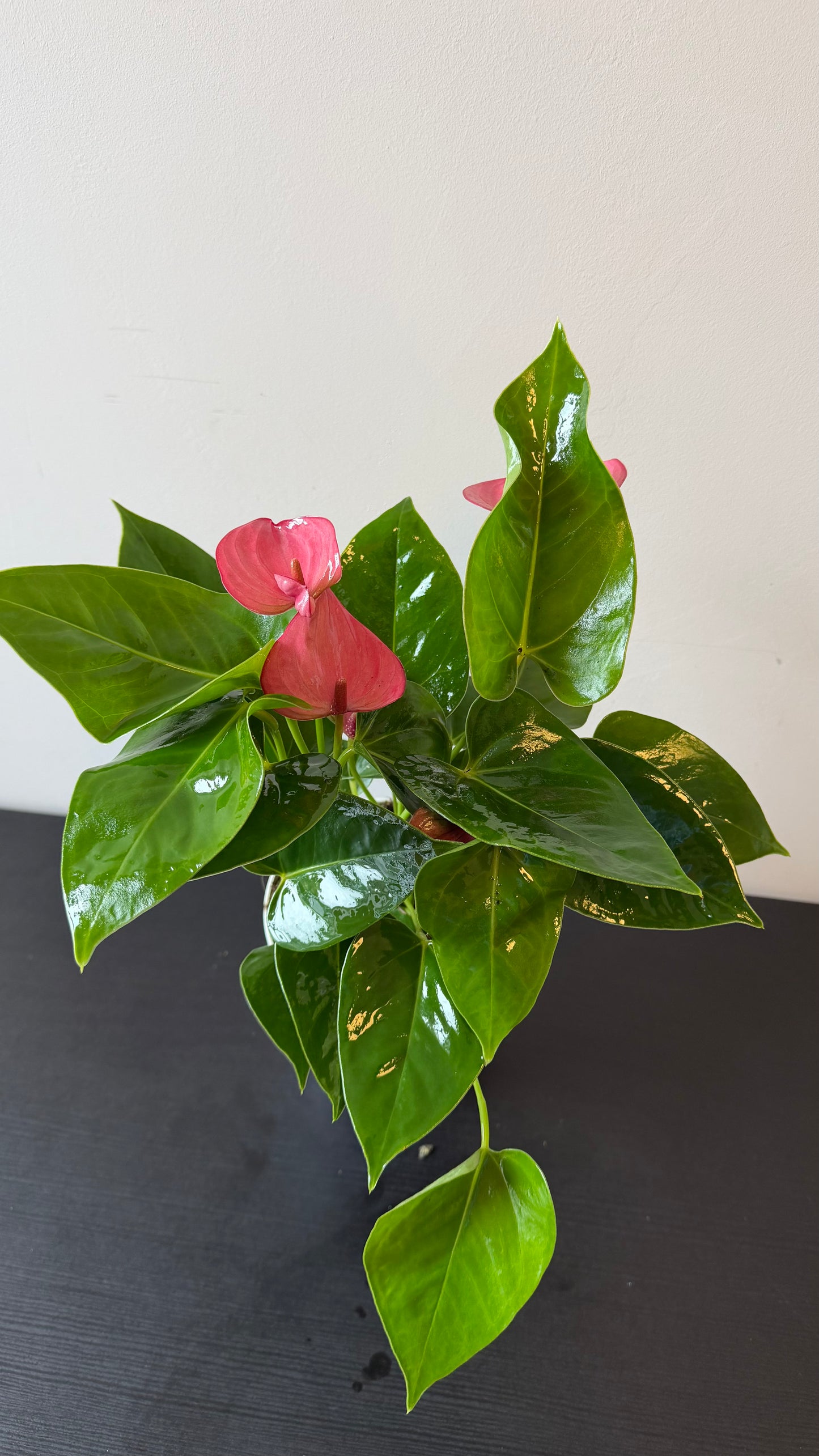 Anthurium Pink/white