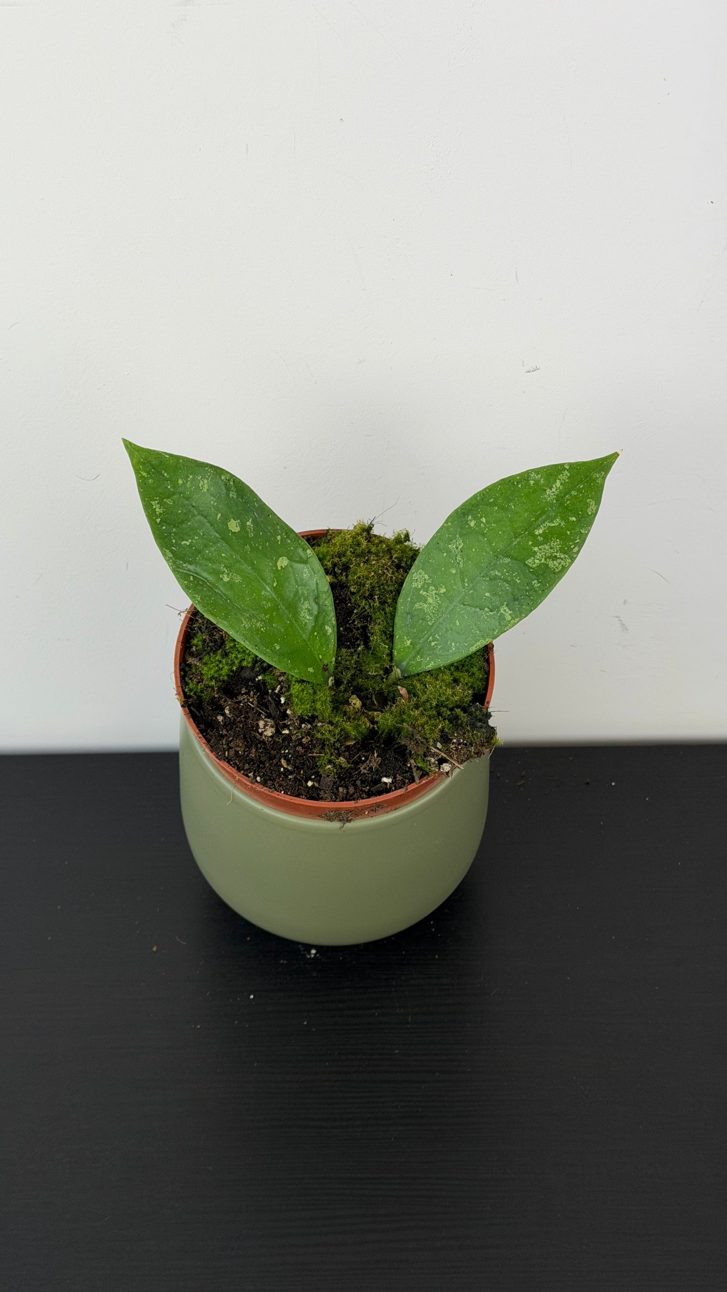 Hoya aff vitellina