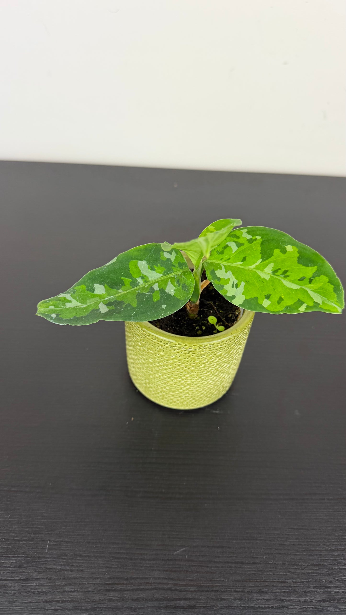 Aglaonema Pictum Tricolor