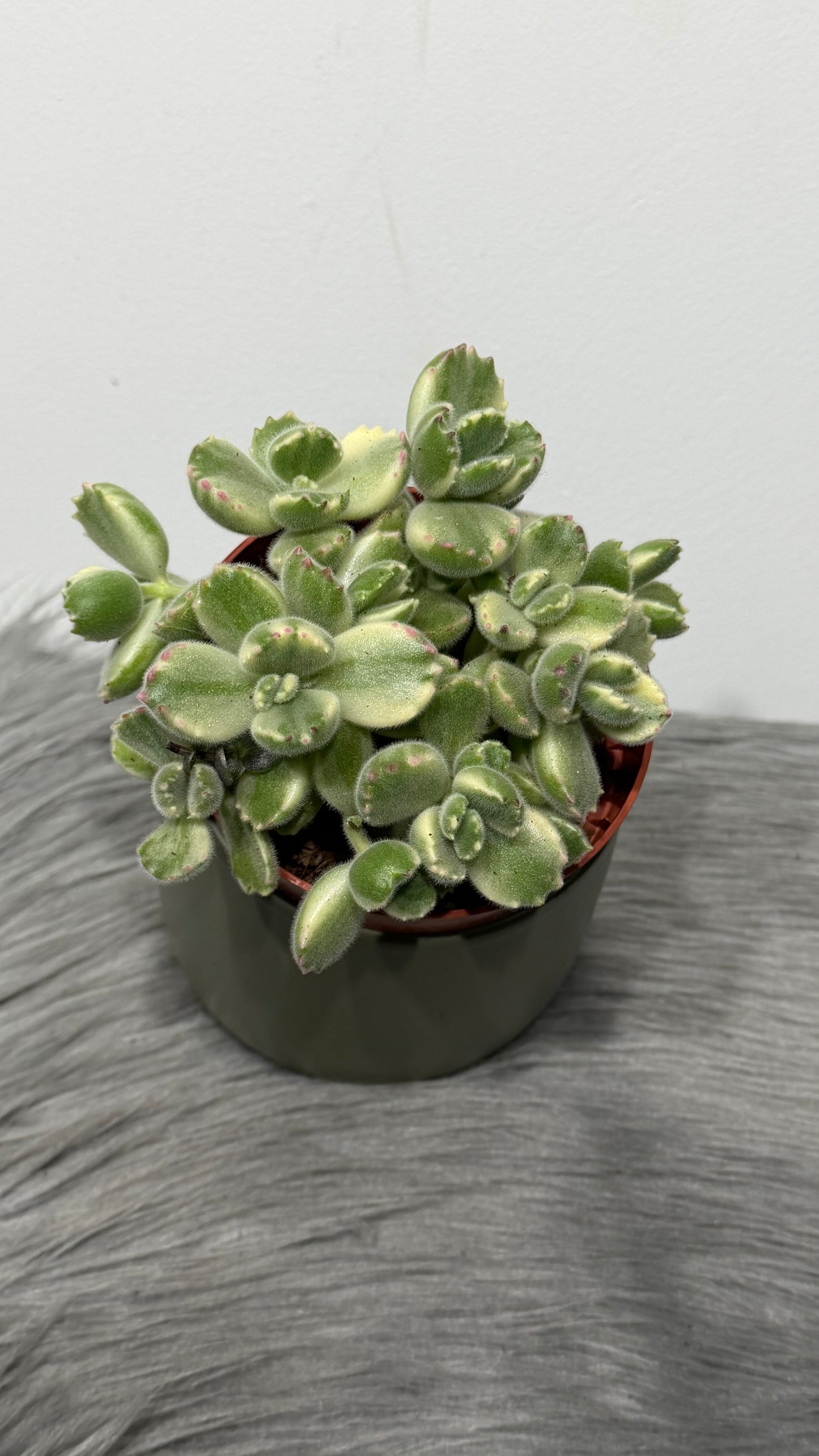 Cotyledon Tome Ladys