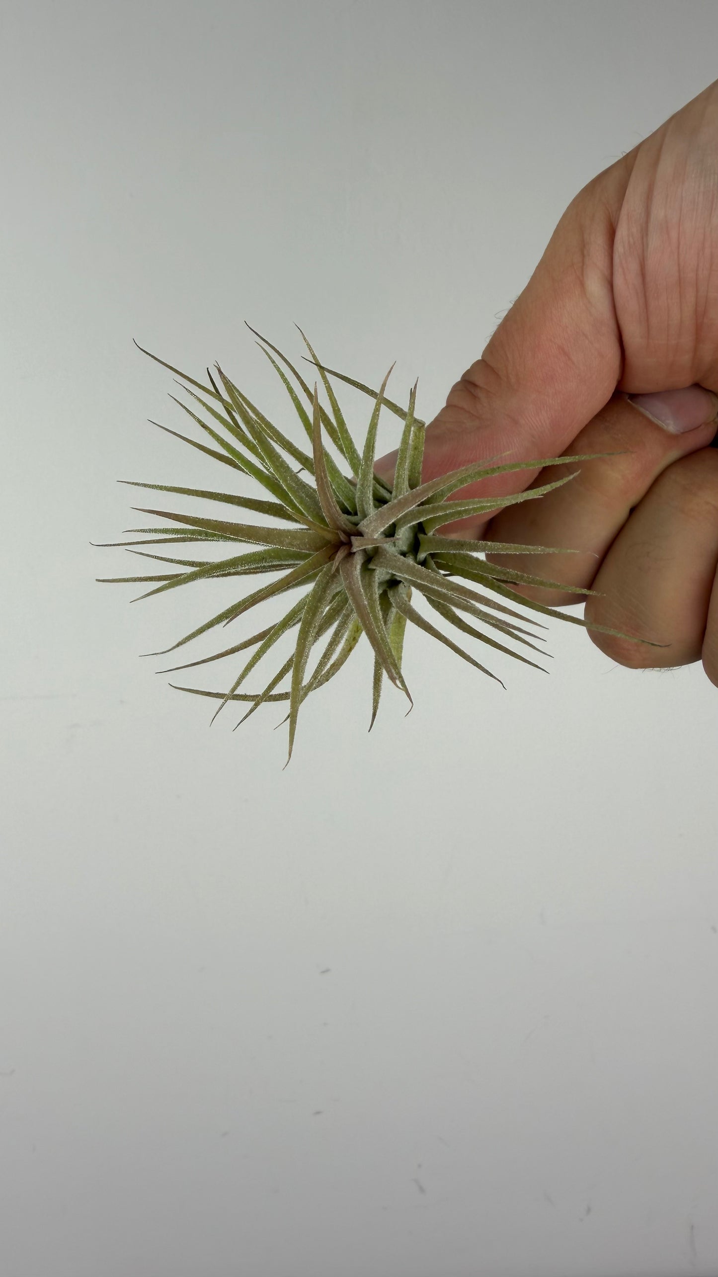 Tillandsia Air plant 9