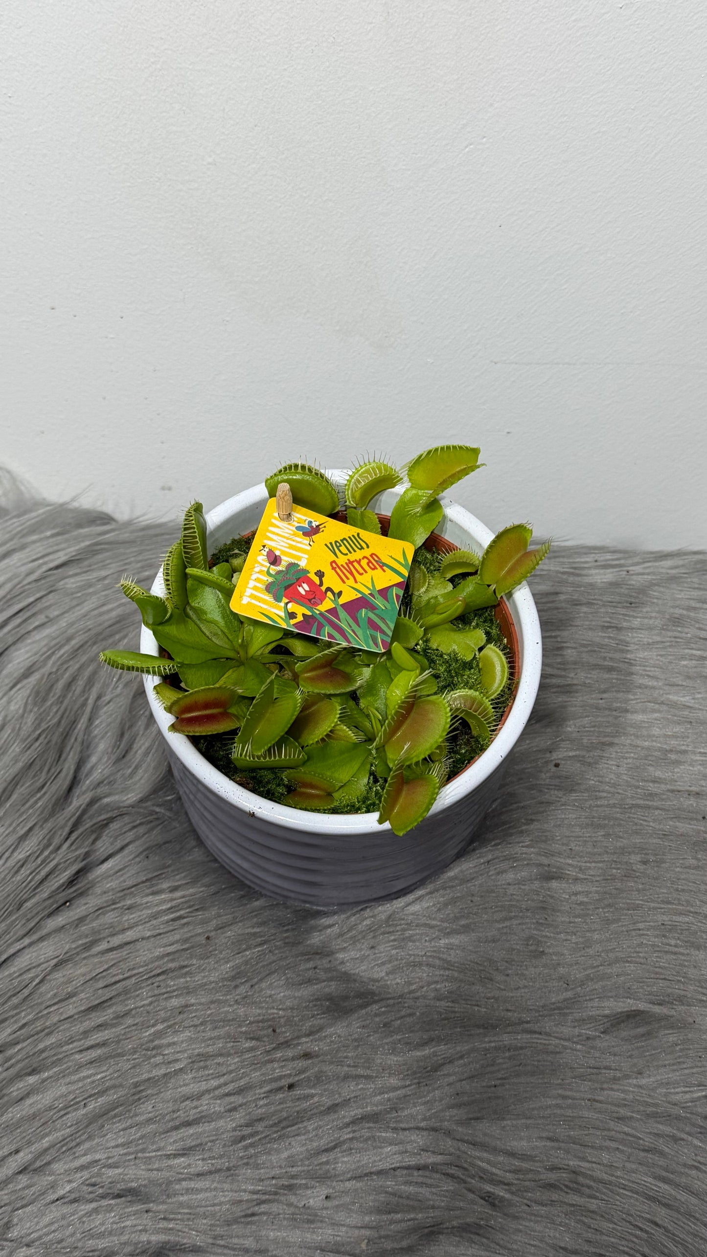 Dionaea Muscipula