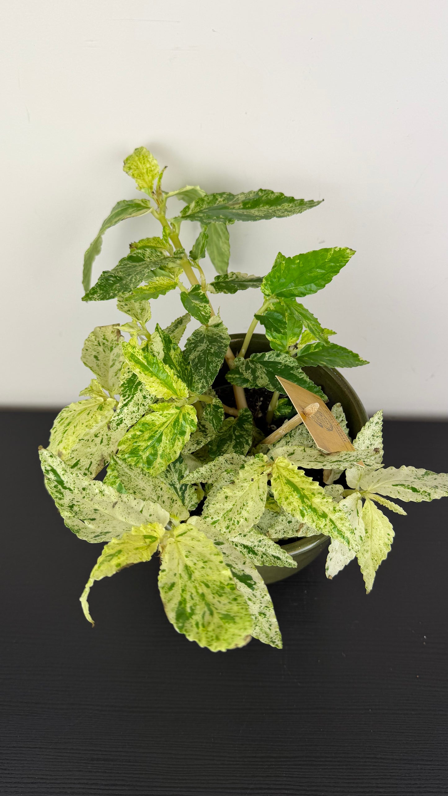 Pellionia Repens Variegata