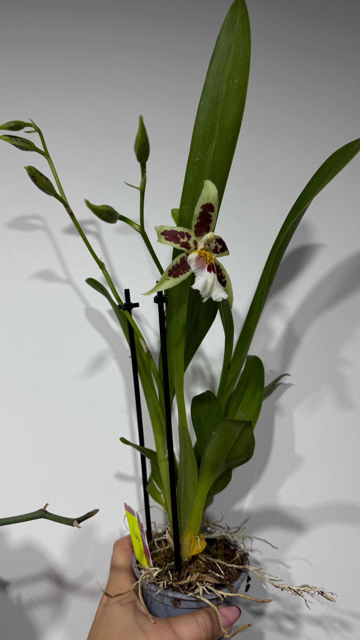 Orhideja Cambria 3