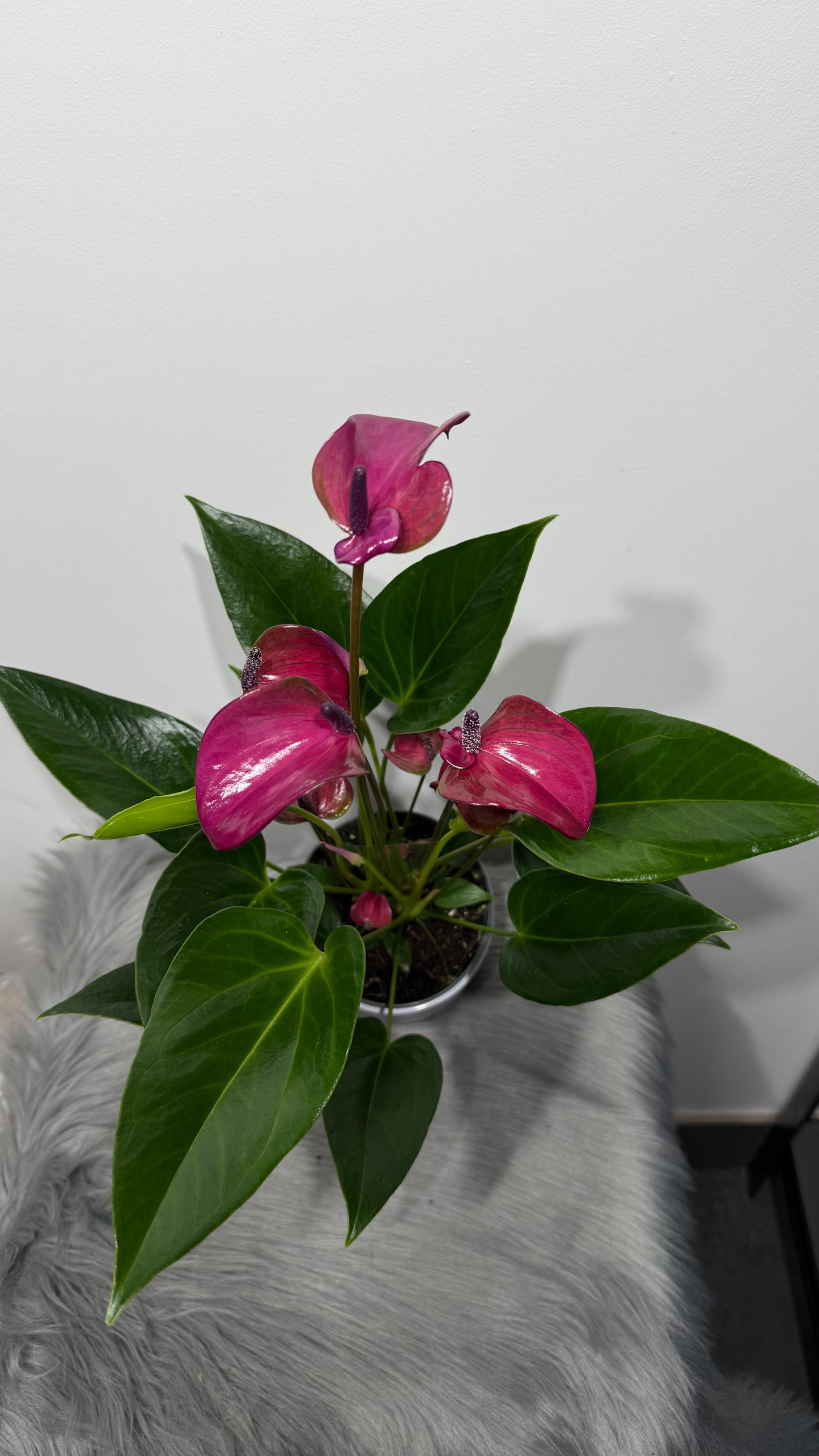 Anthurium Lilac
