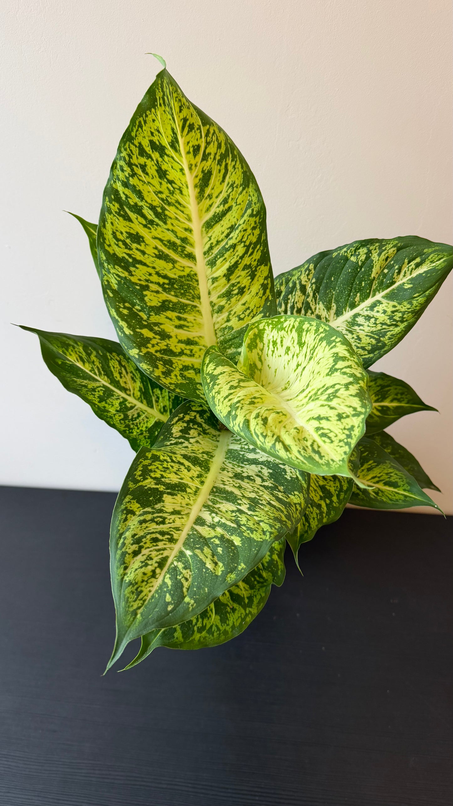 Dieffenbachia Mars