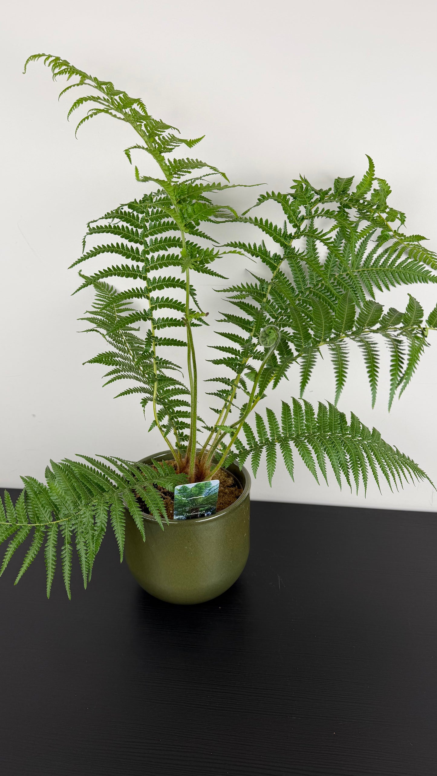 Dicksonia Antarctica