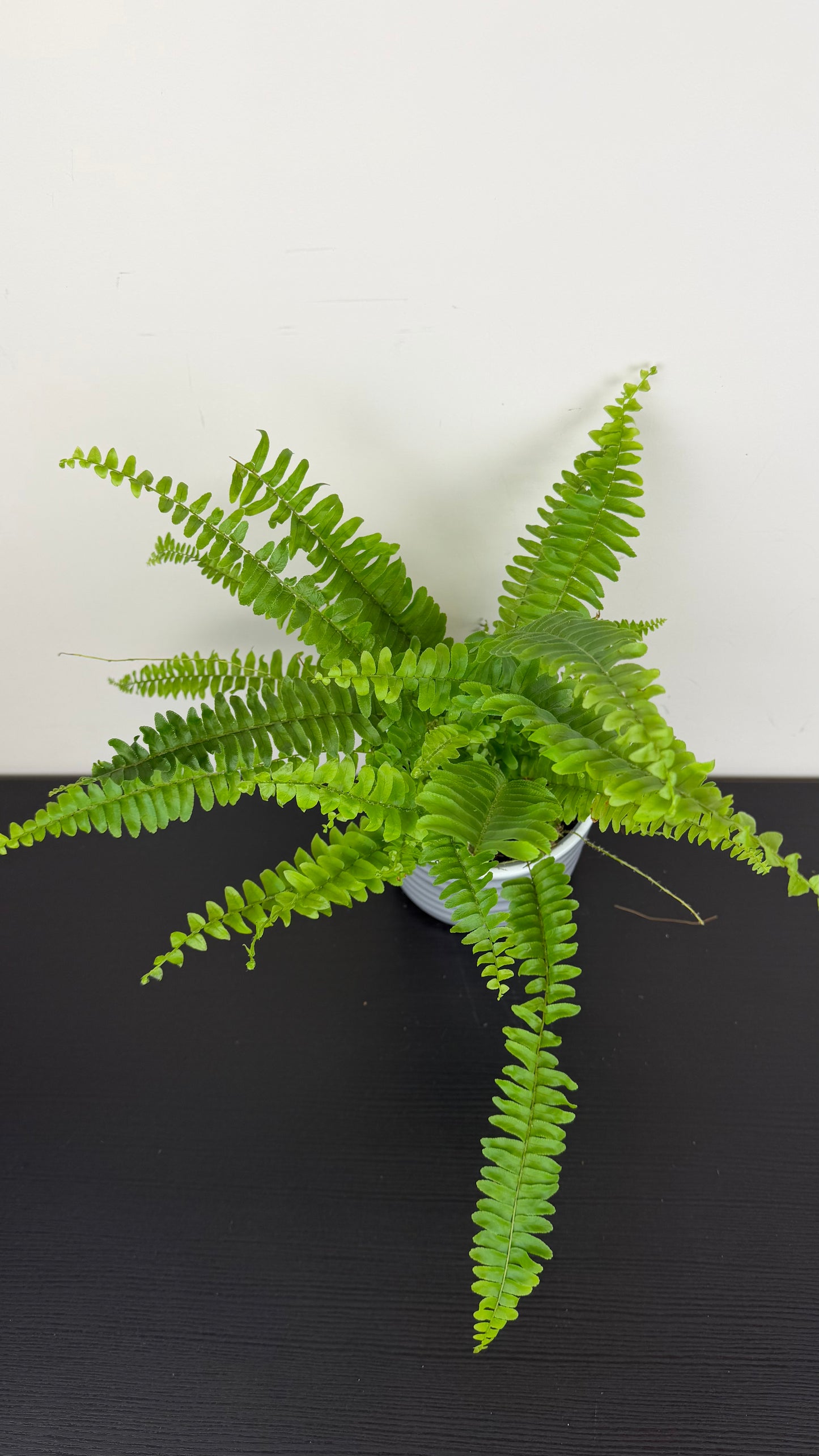 Fern 3