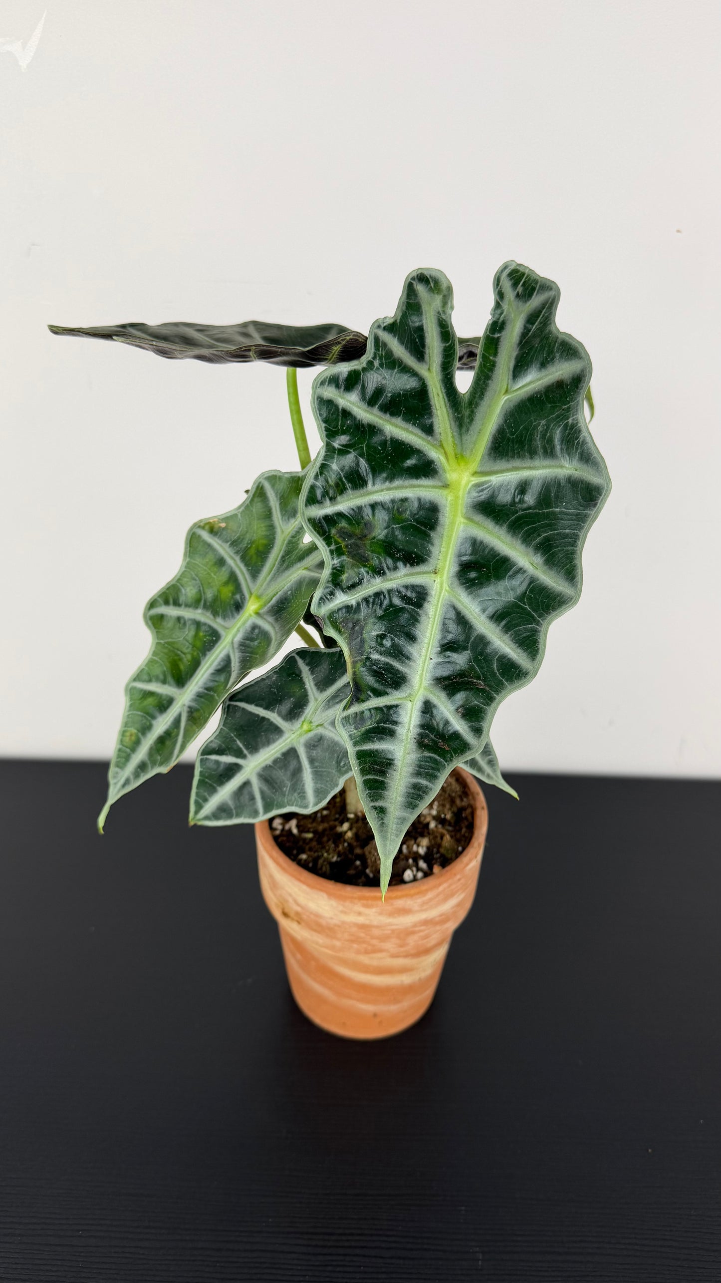 Alocasia Polly
