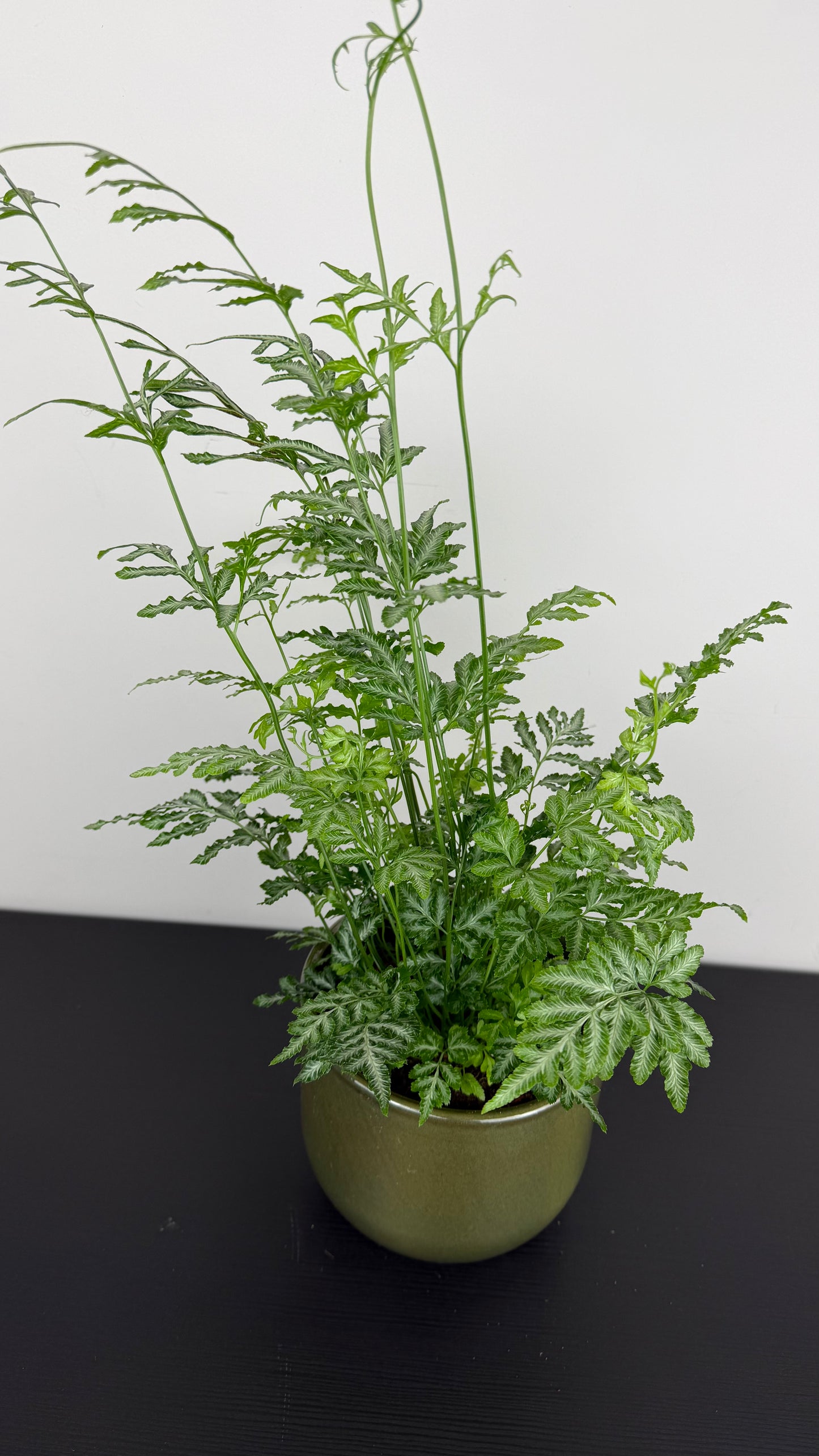 Fern 4