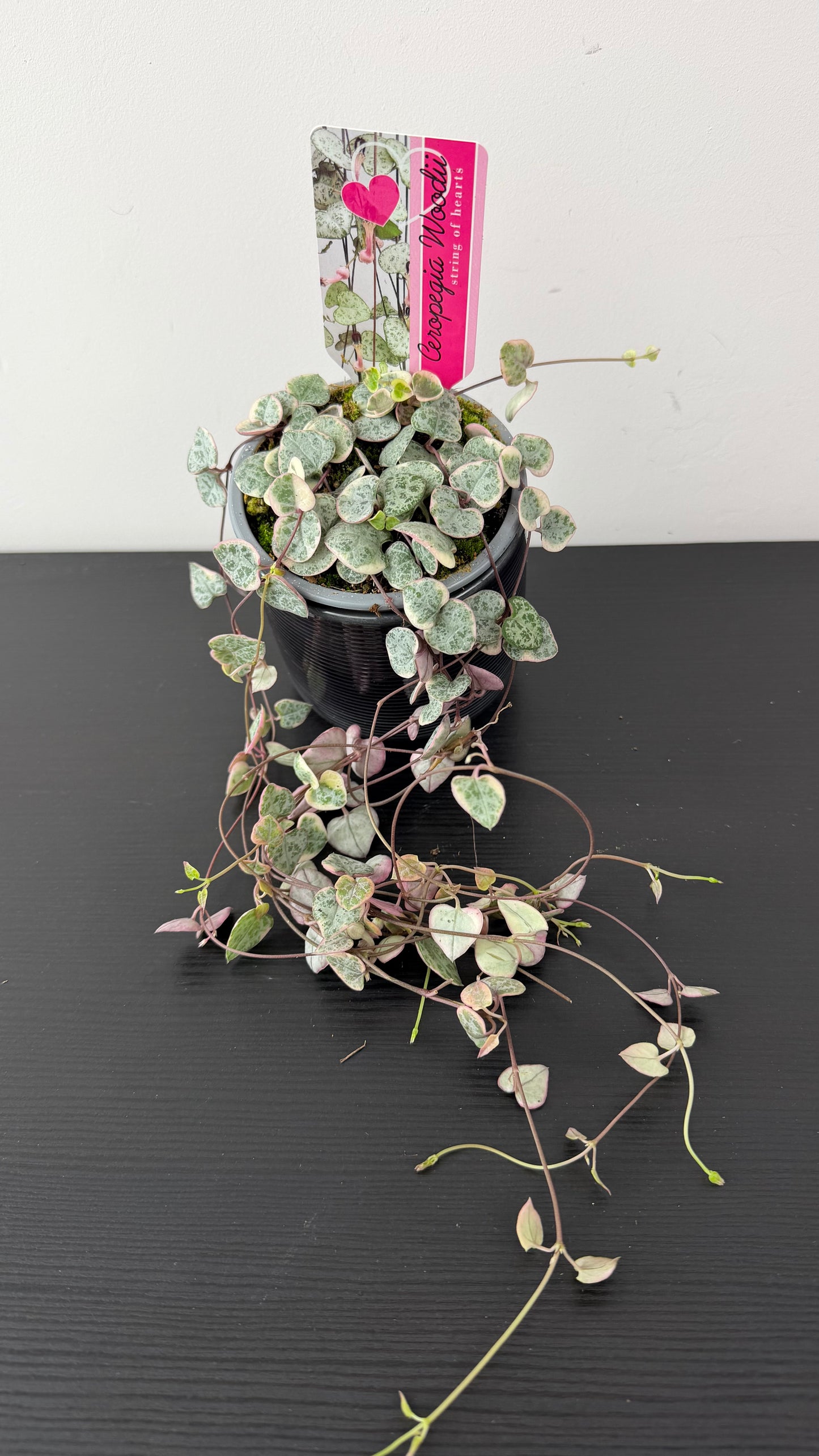 Ceropegia Woodii variegata String of hearts variegata