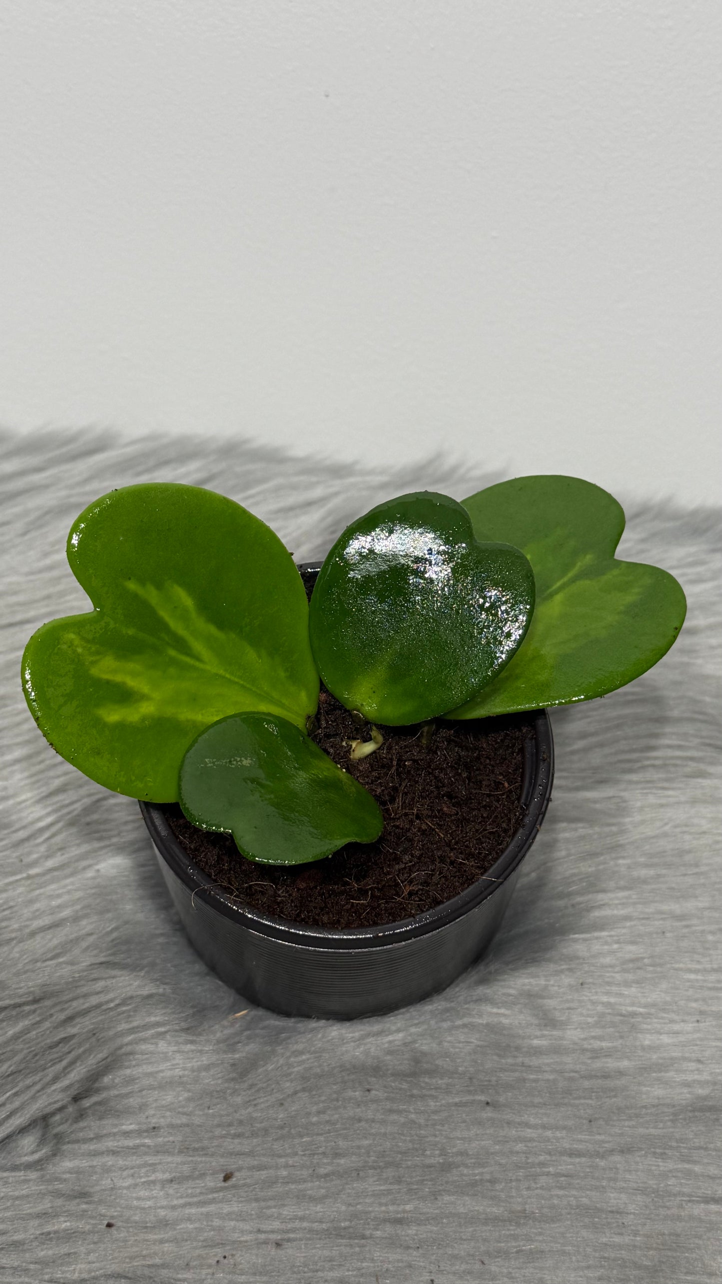 Hoya Kerrii