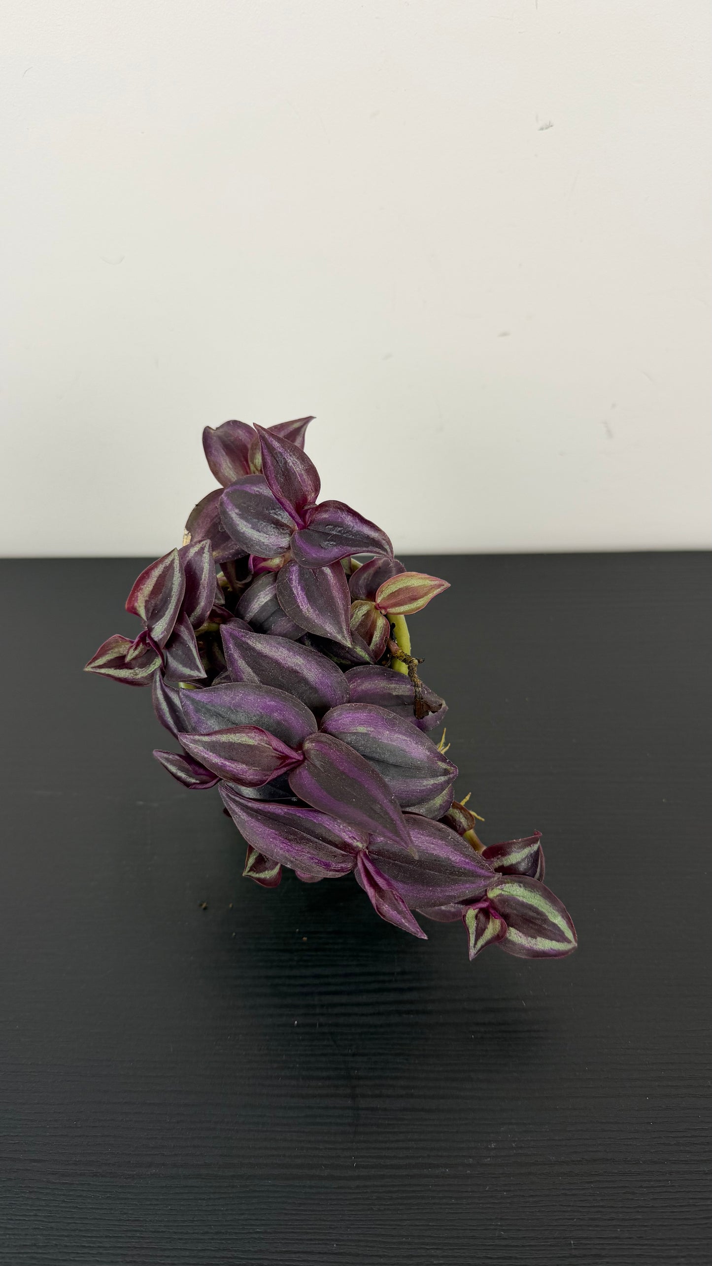 Tradescantia