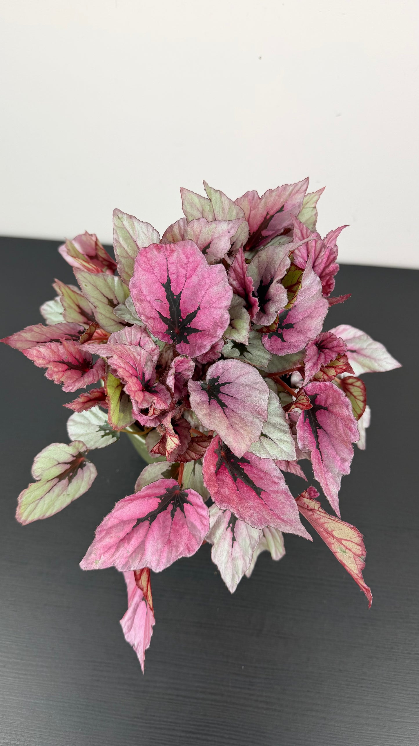 Begonia Beleaf 10