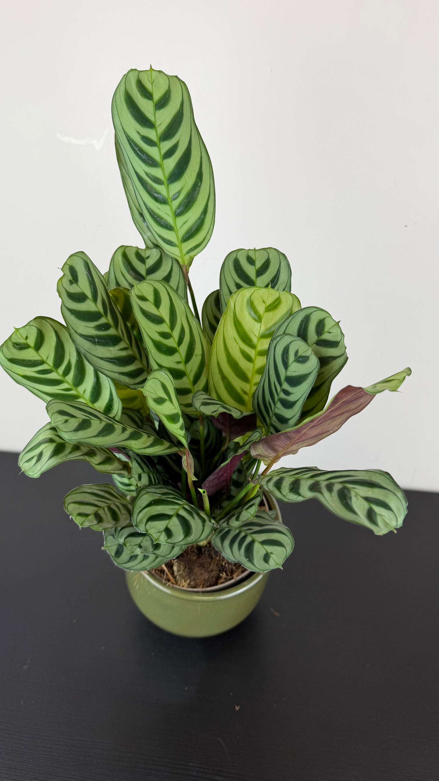 Calathea 2