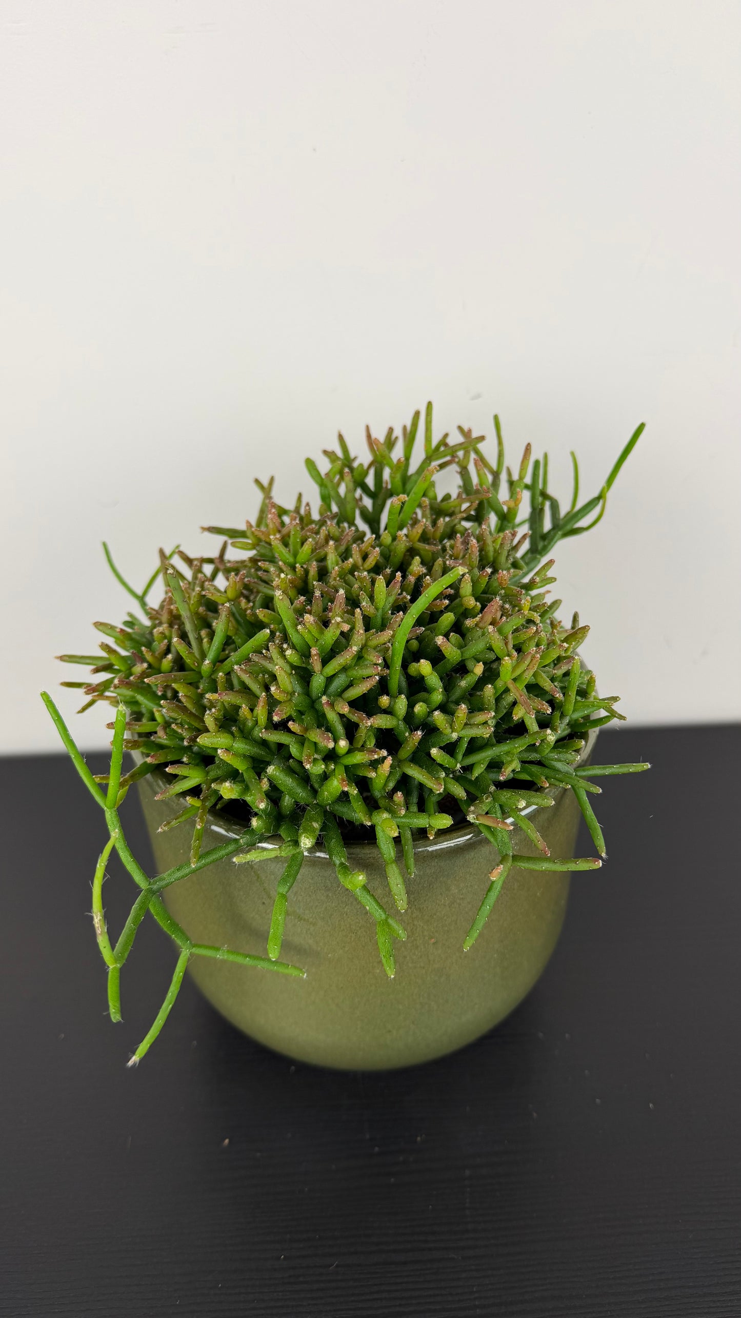 Rhipsalis 2