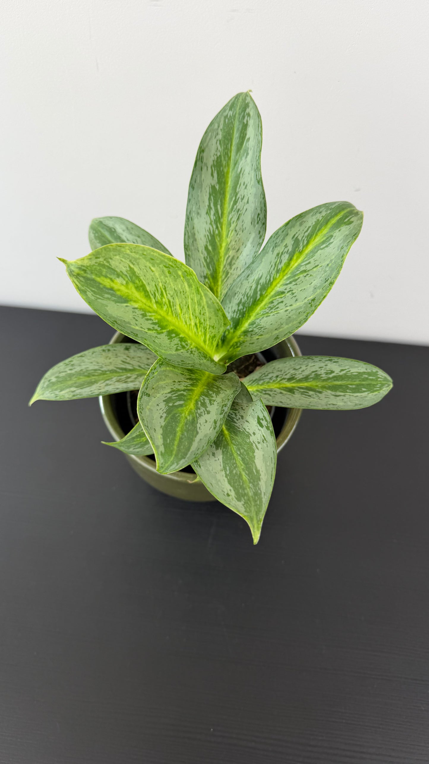 Aglaonema 14