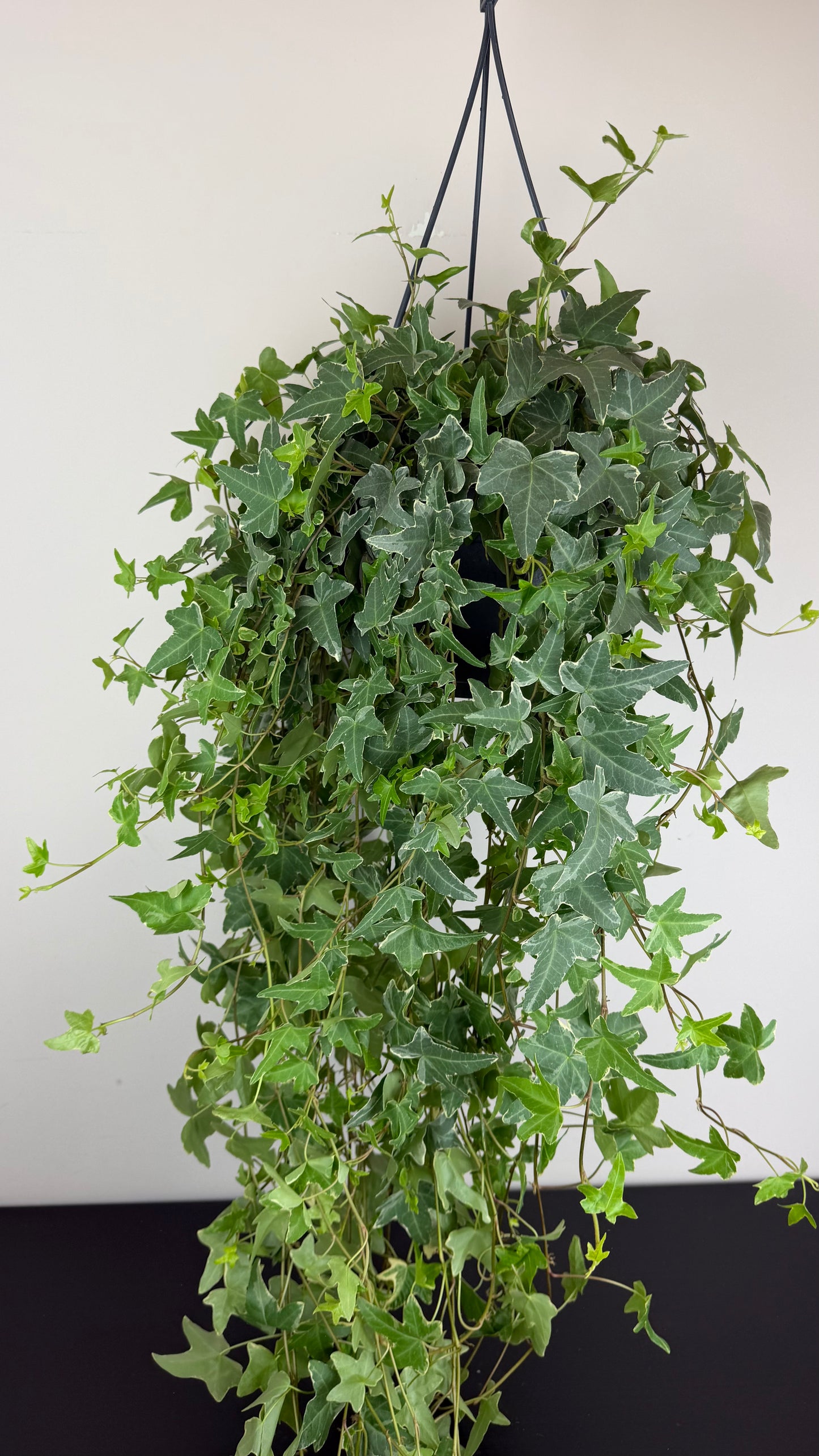 Ivy Monarda Lisa