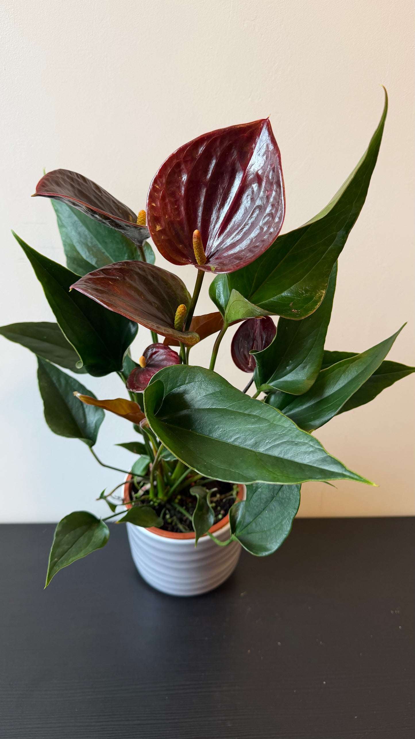 Anthurium Chocolate