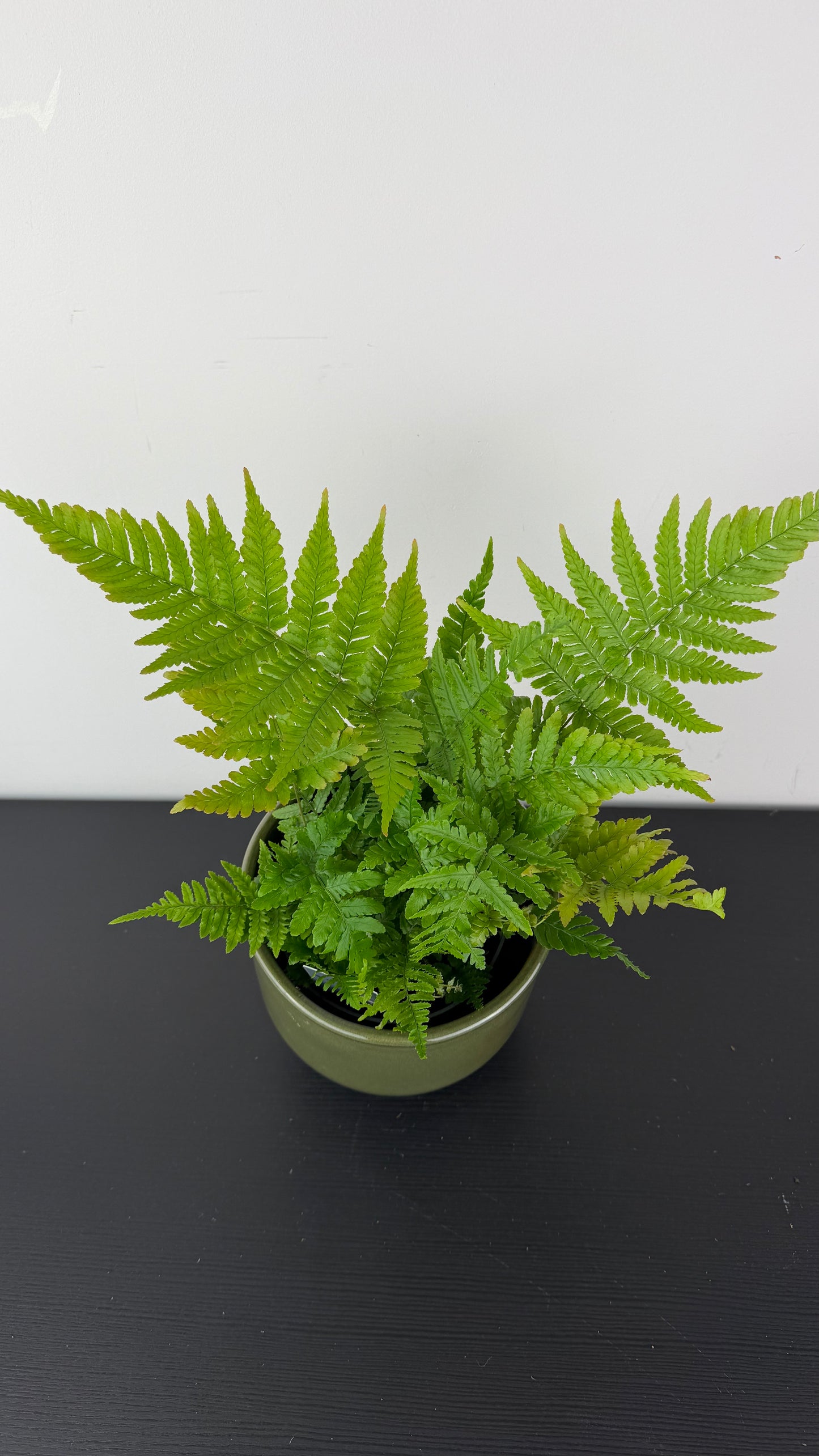 Fern 8