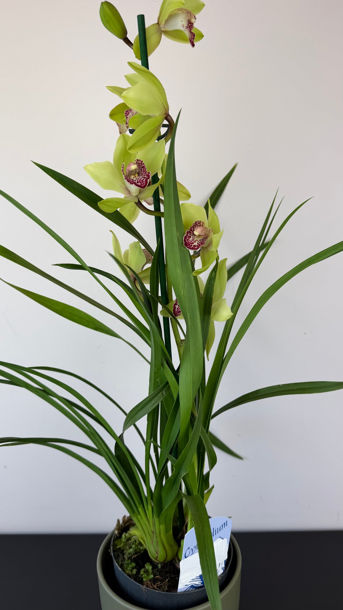 Cymbidium 4
