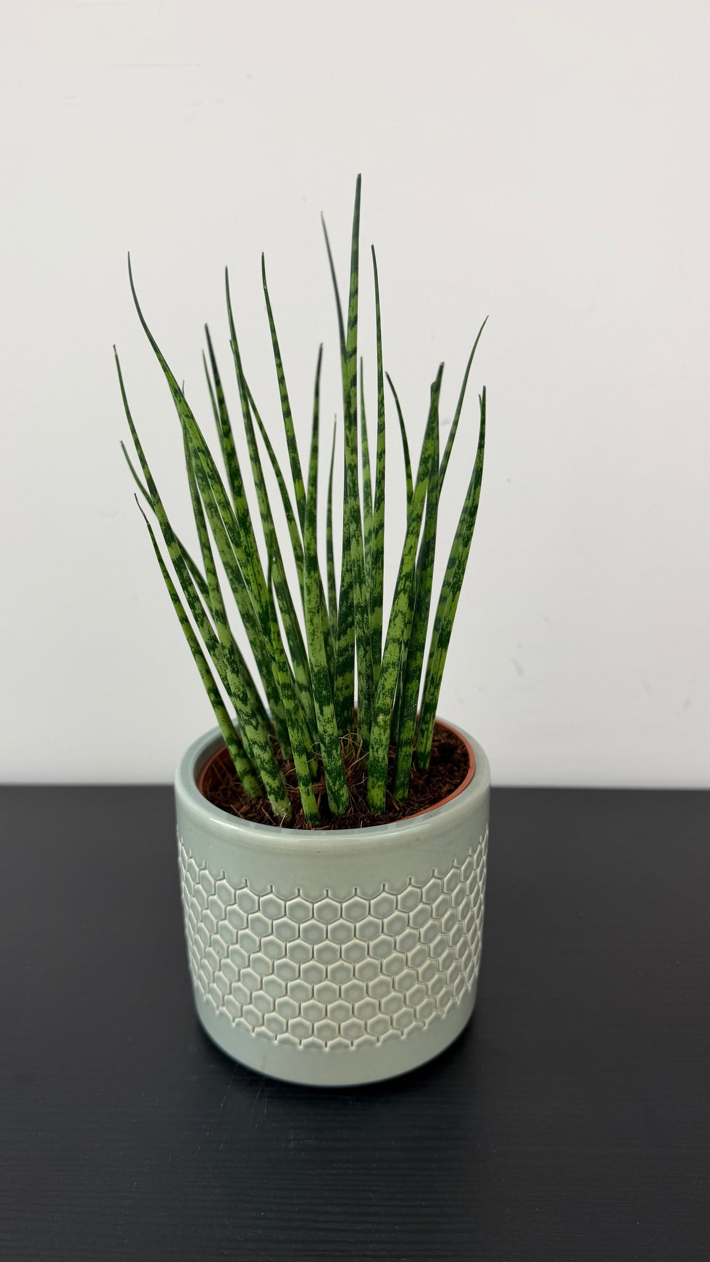 Sansevieria Fernwood Mikado