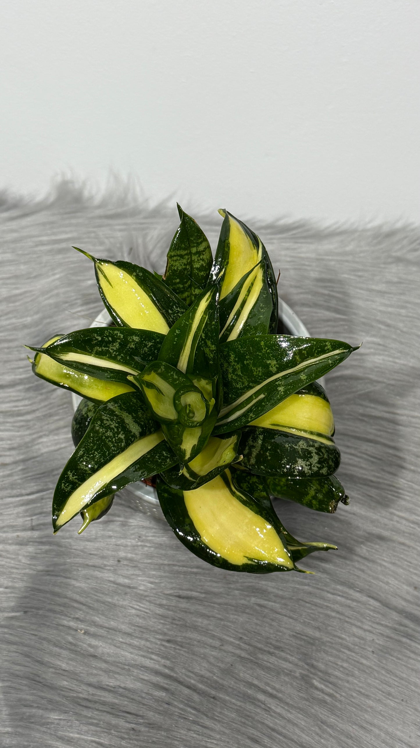 Sansevieria Hahnii