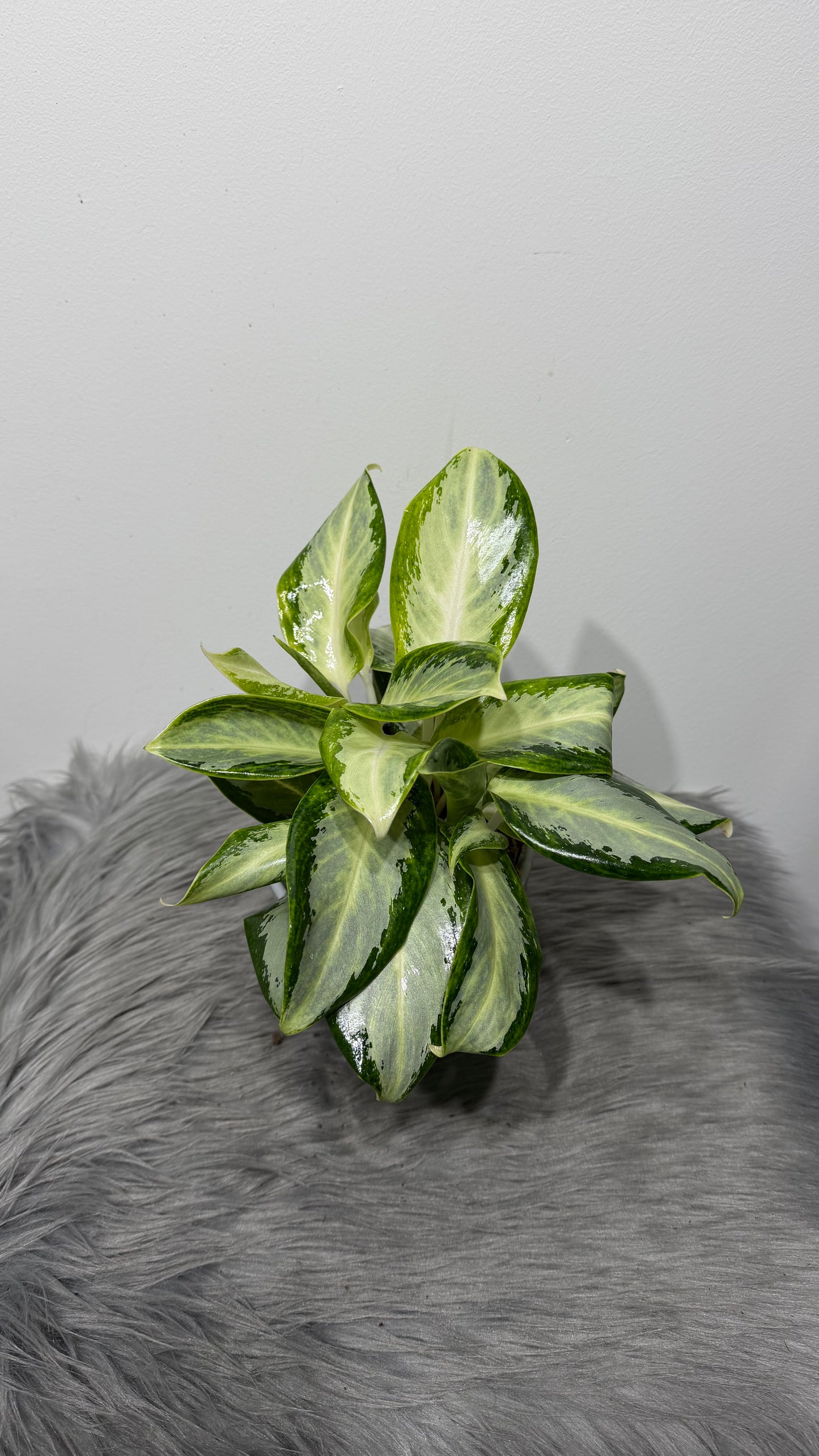 Aglaonema 3