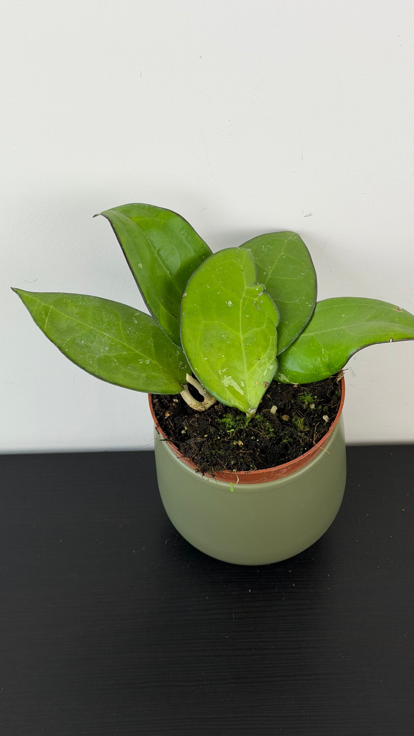 Hoya sp Malang