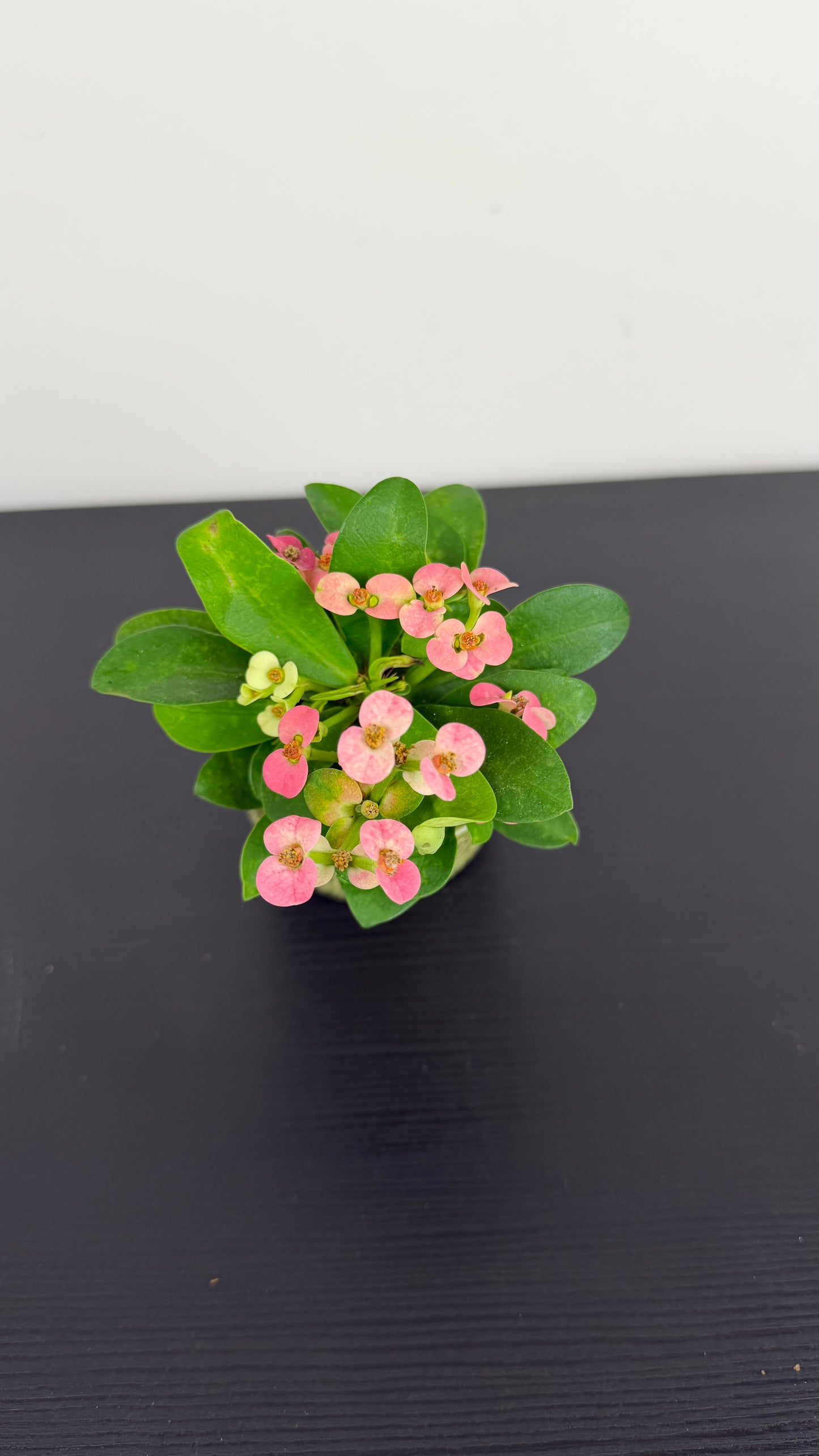 Euphorbia Milii Pink