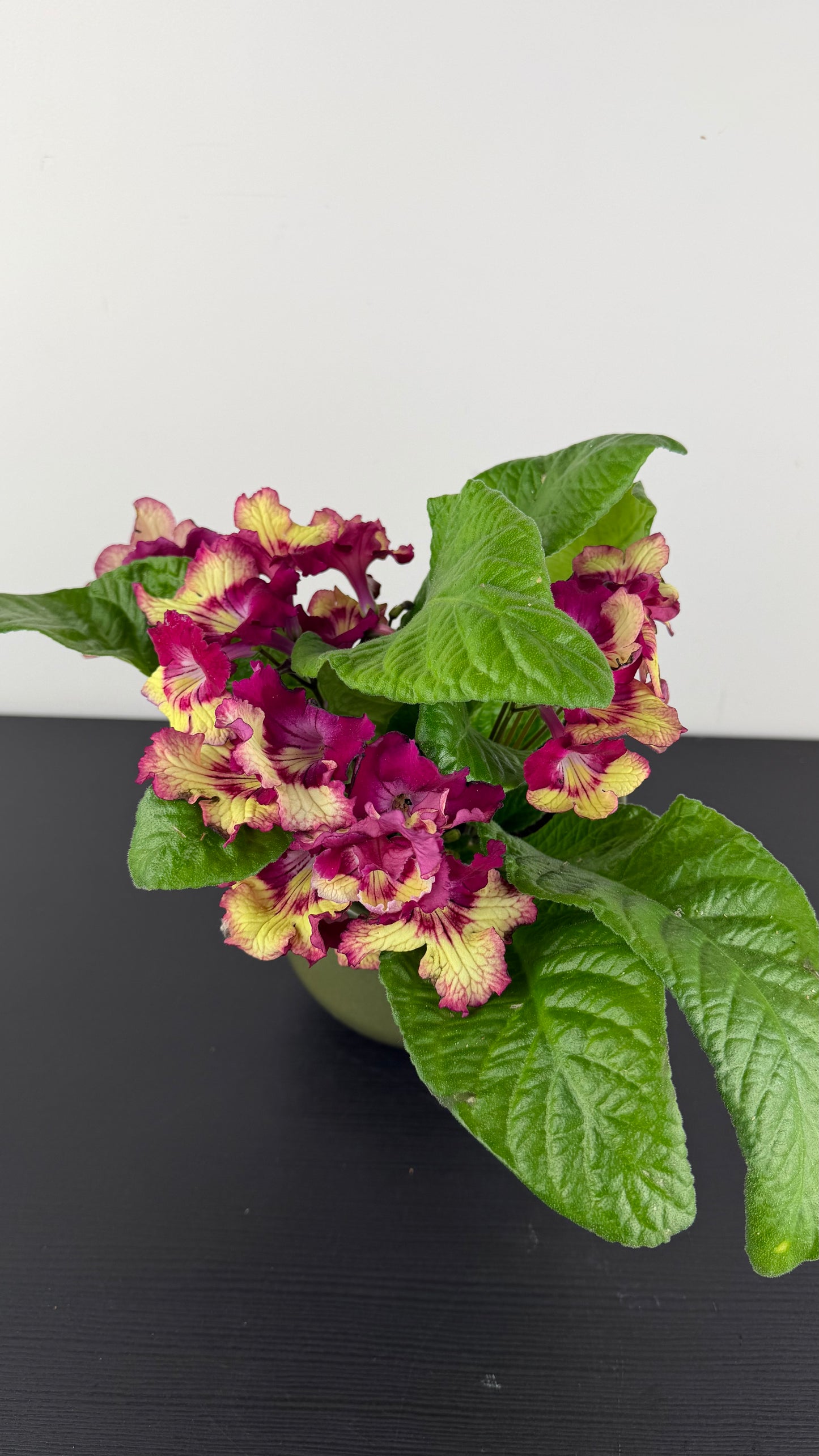 Streptocarpus 4