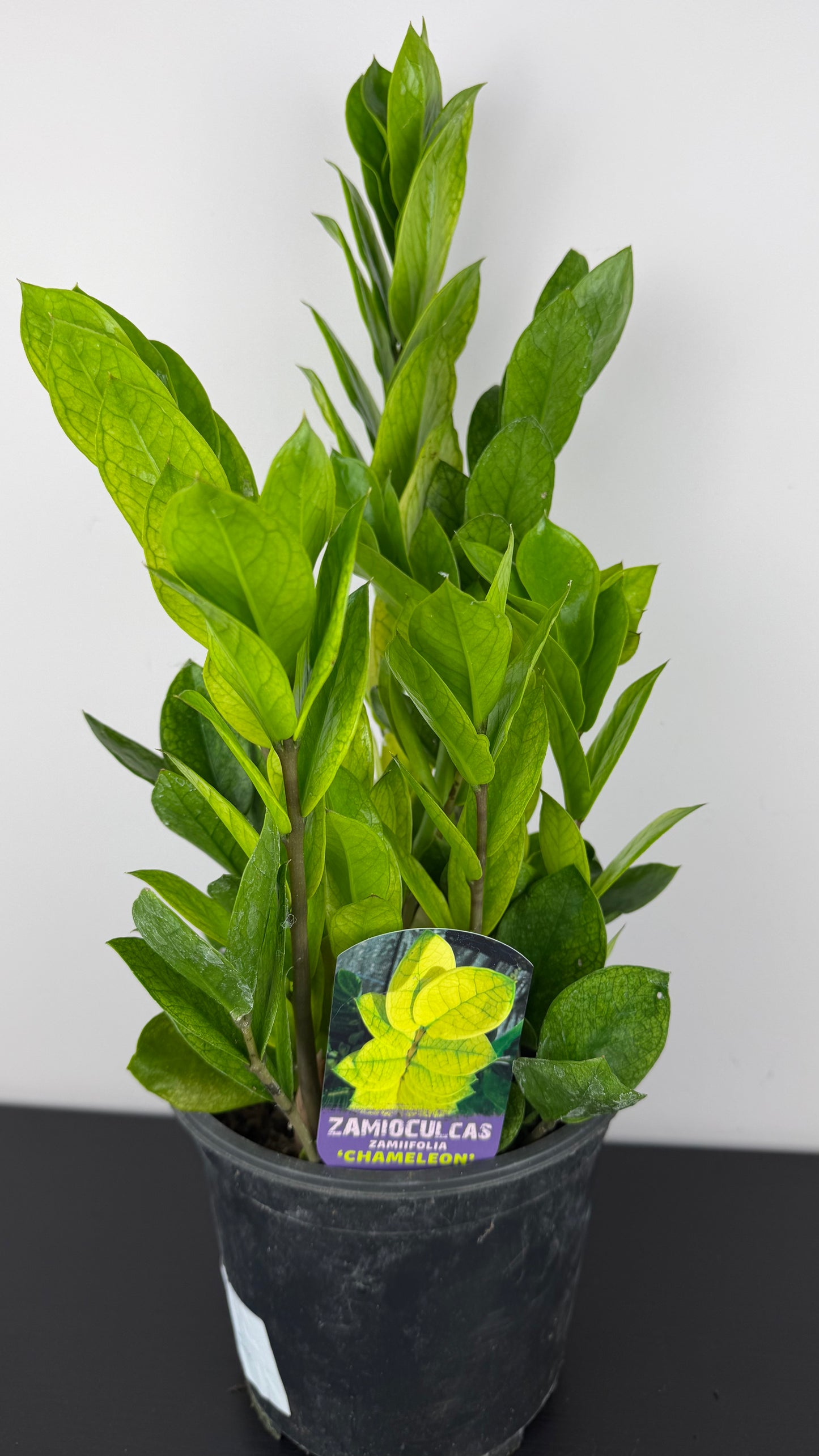 Zamioculcas zamiifolia Chameleon