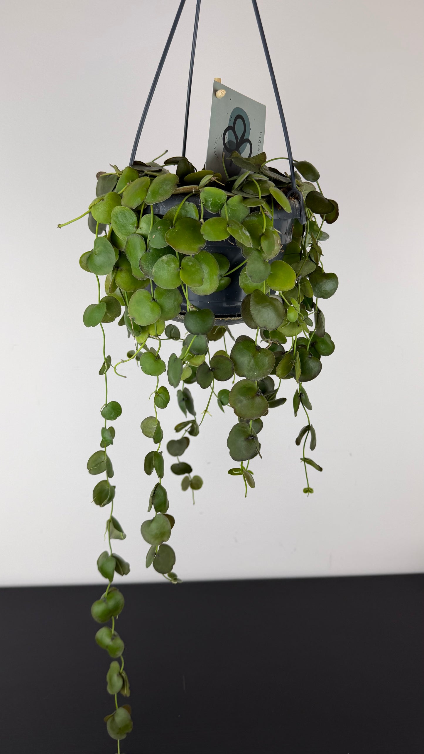 Dischidia