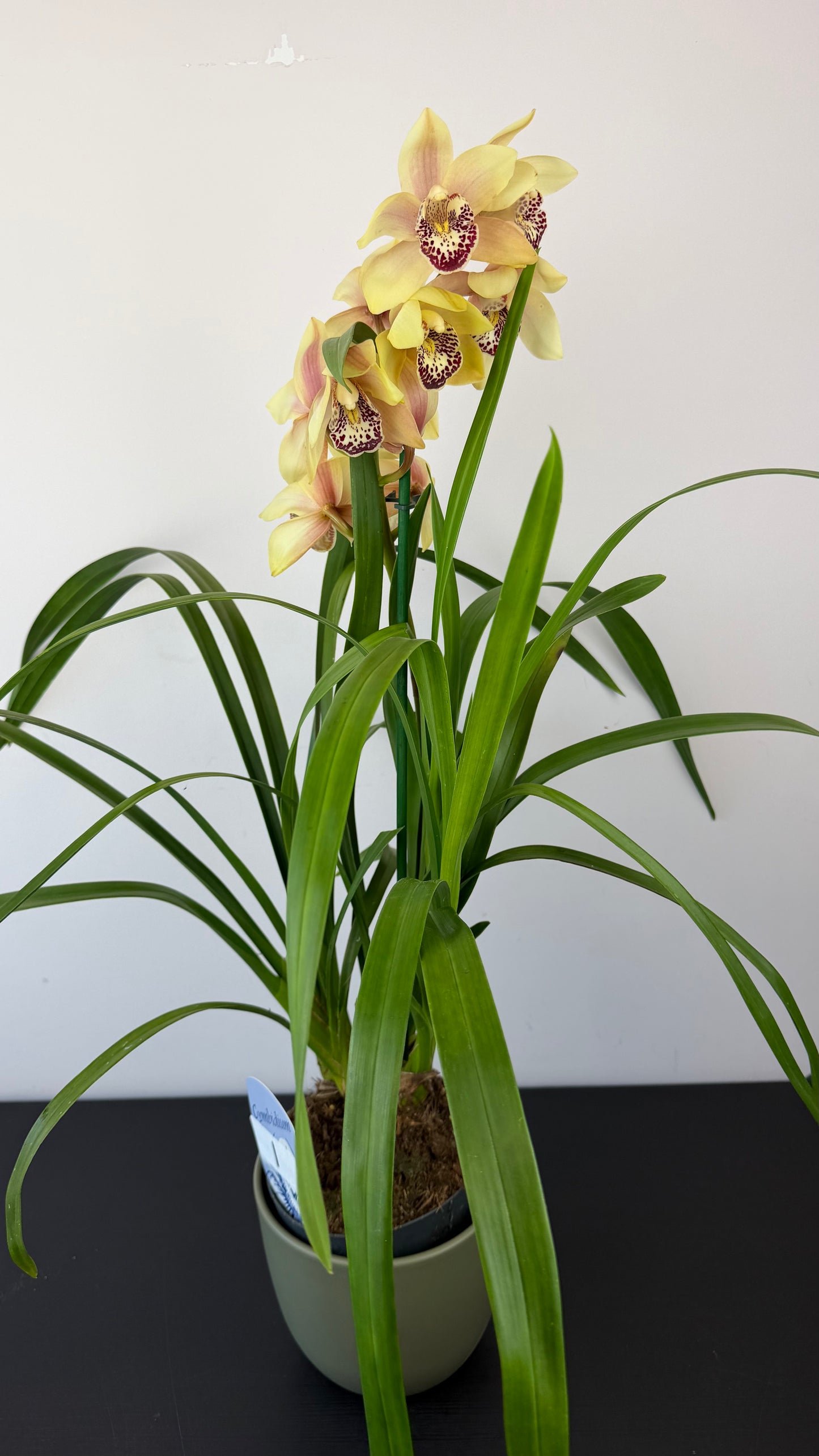 Cymbidium 1