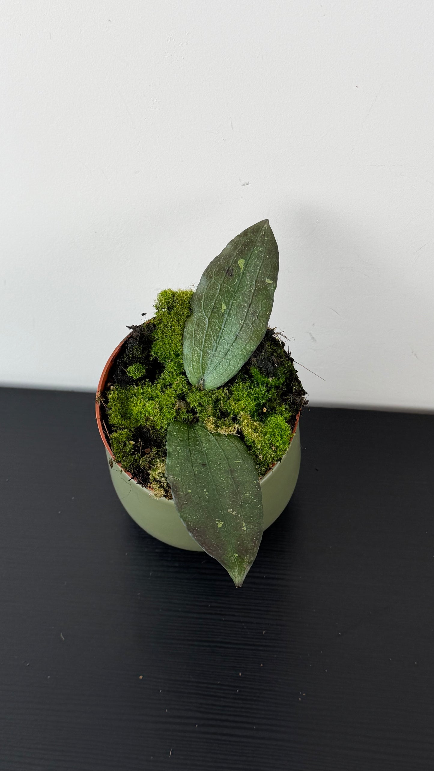 Hoya Erythrina