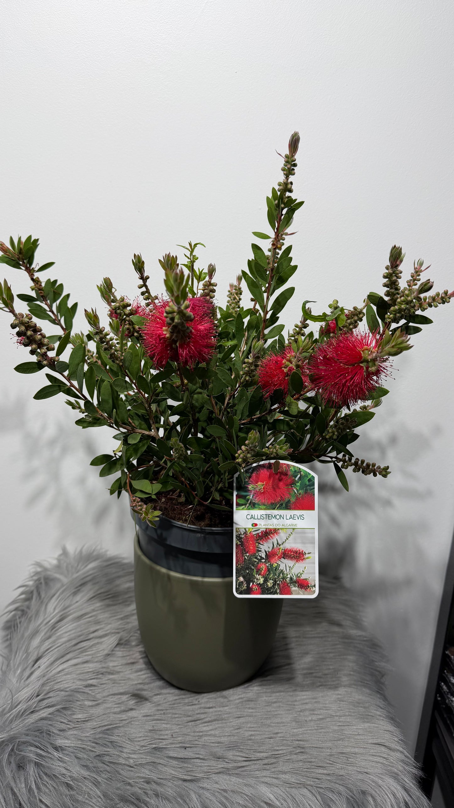 Callistemon Citrinus
