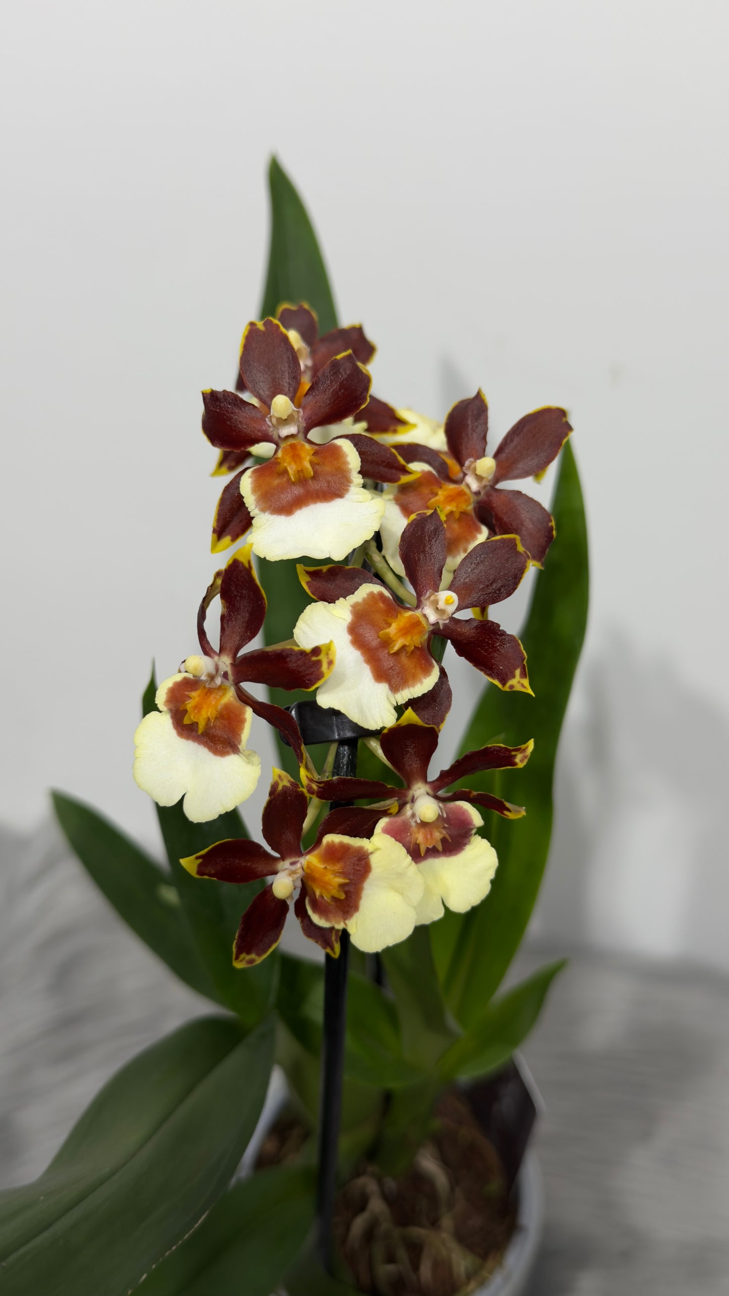 Orhideja Cambria 4
