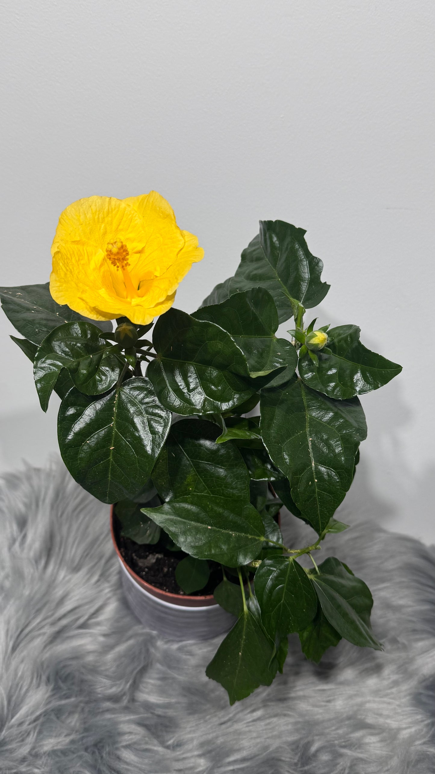Hibiscus yellow